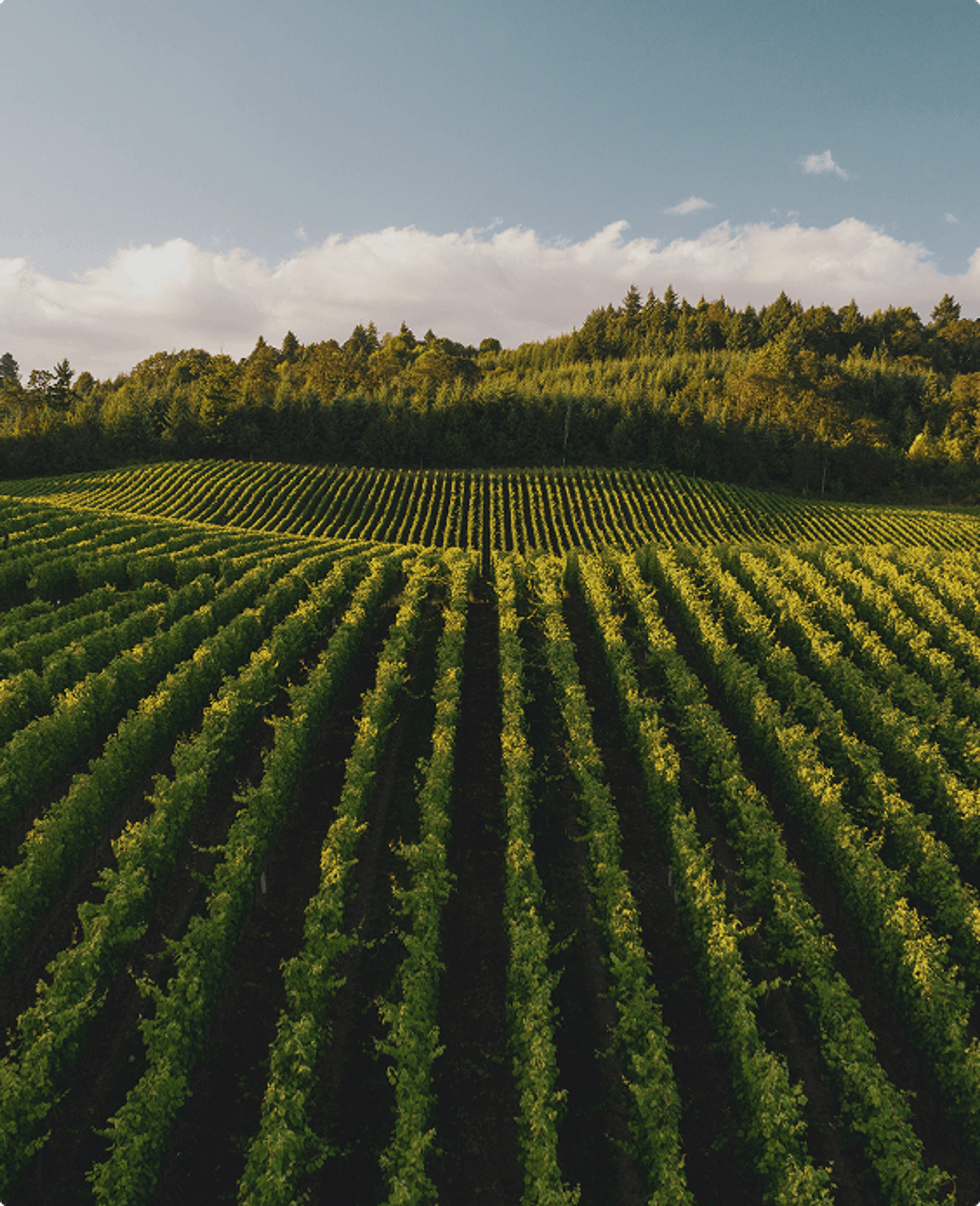 Rows of crops on a farm
