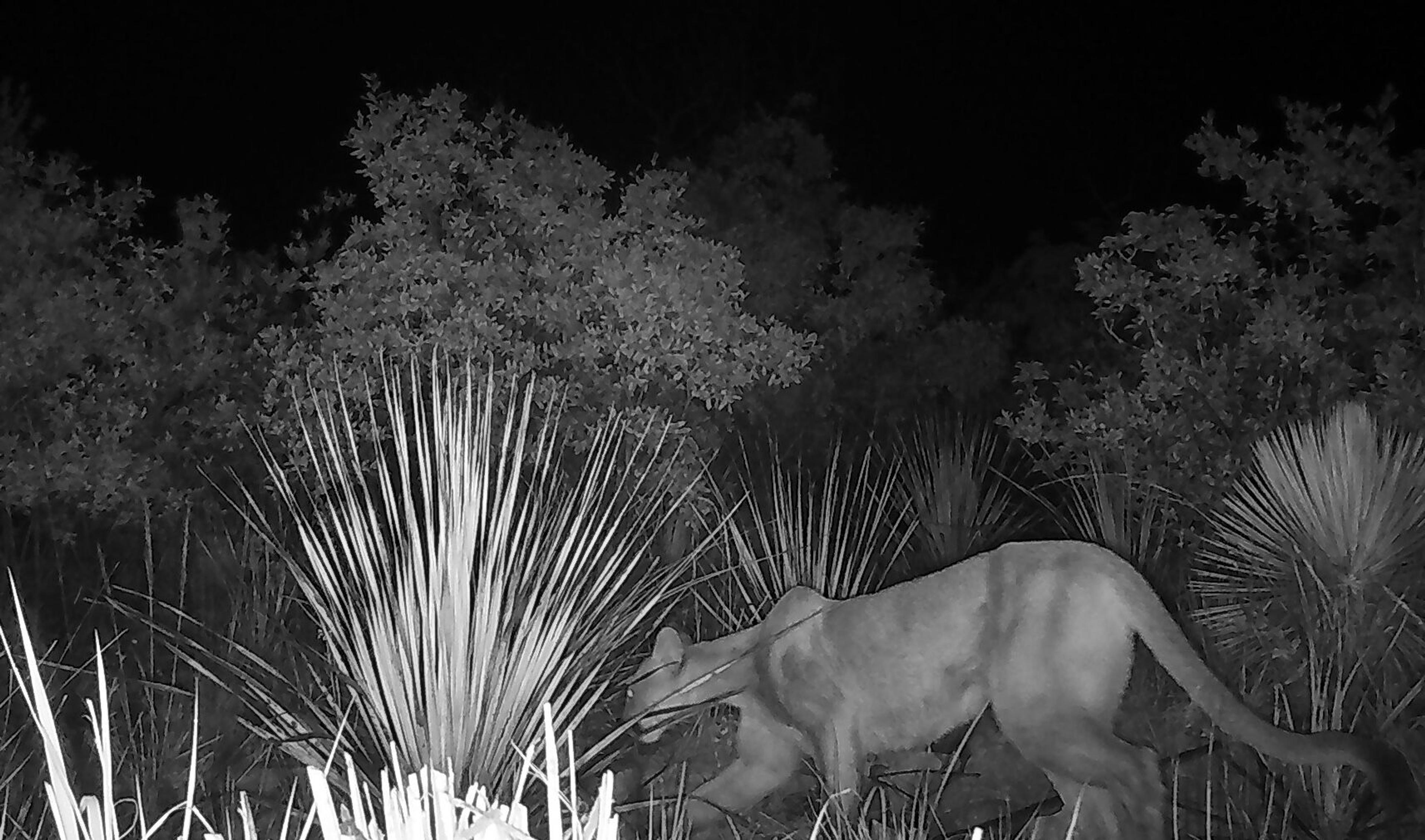 a puma captured by a night vision camera