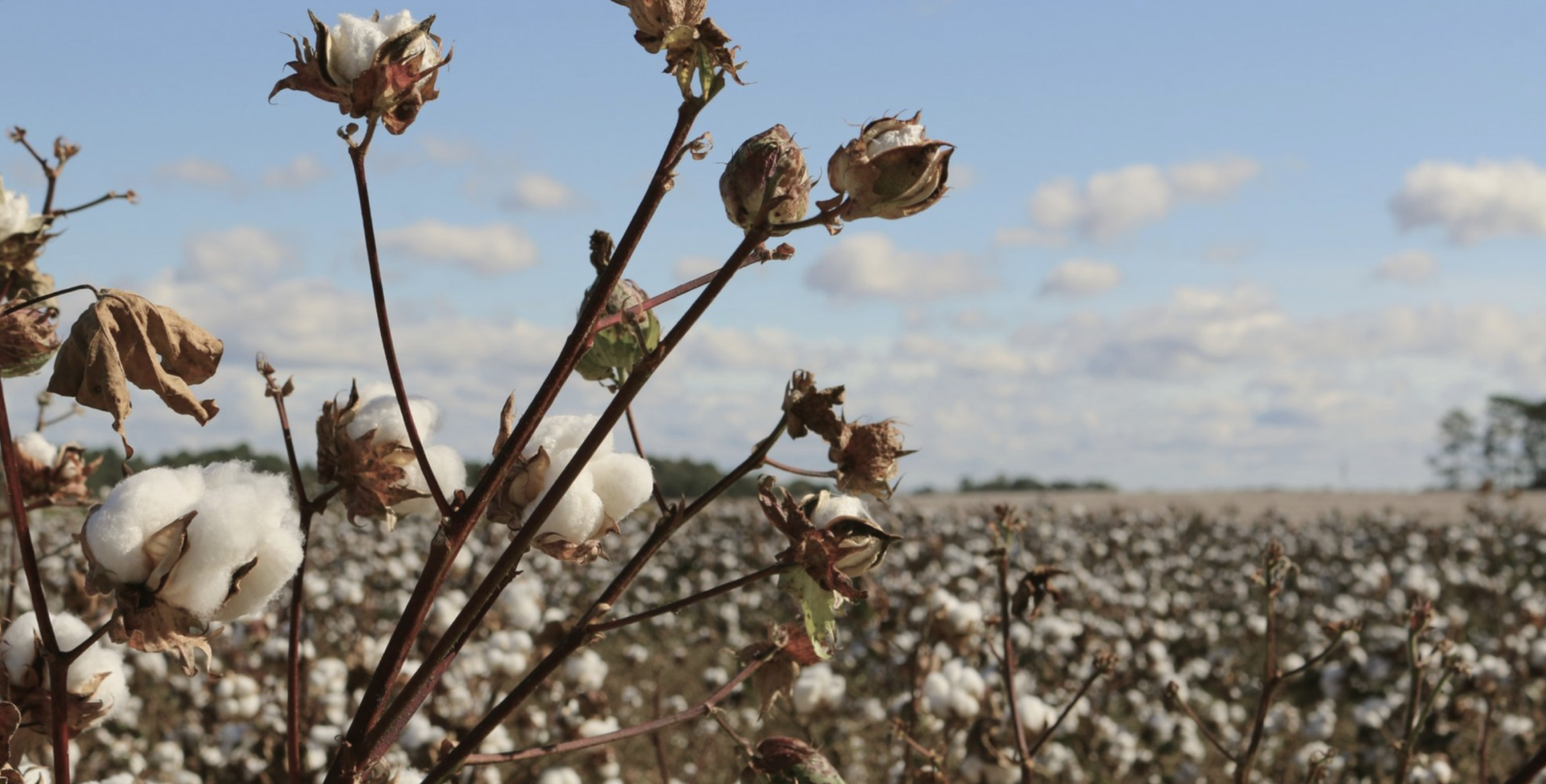 Cotton growing in a field