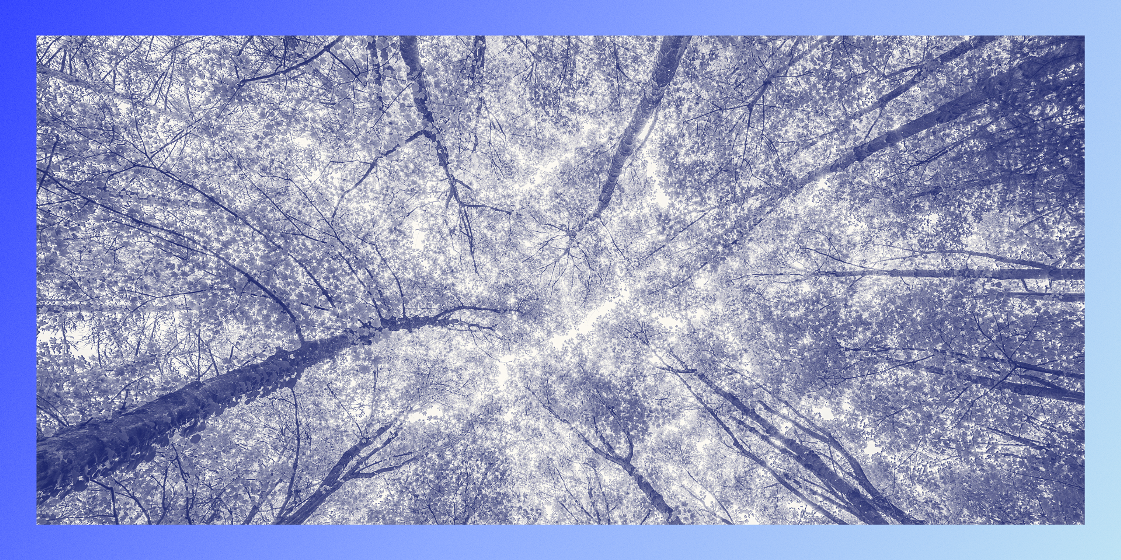 image in Watershed style of trees for scope three related content piece