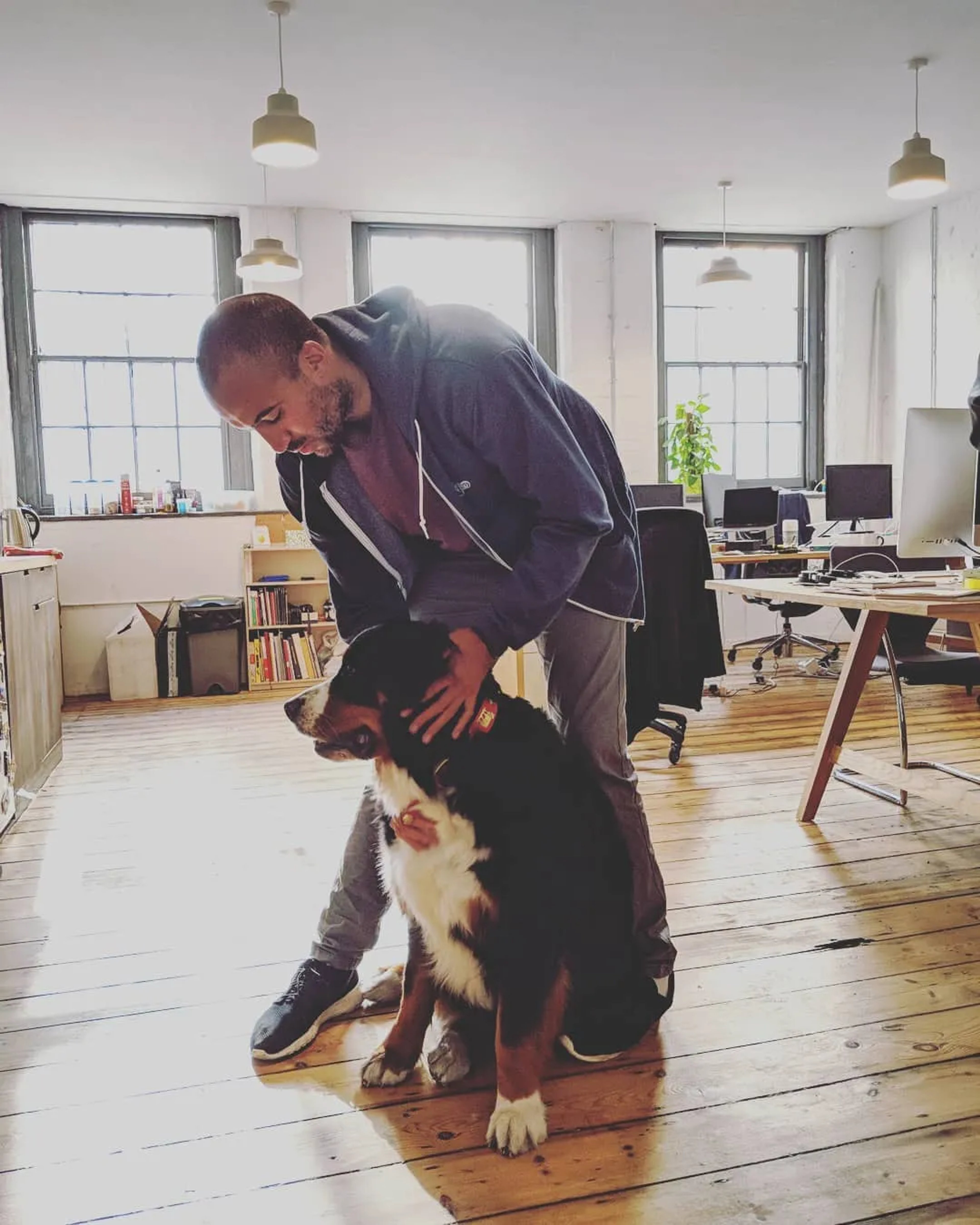 Bernese mountain dog Sophie in the old Dark Blue office