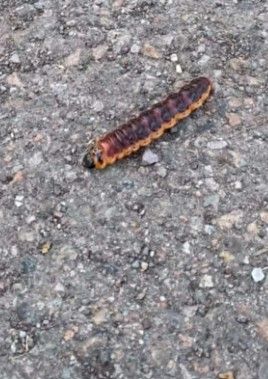 svar fra 5 A ved Granly skole