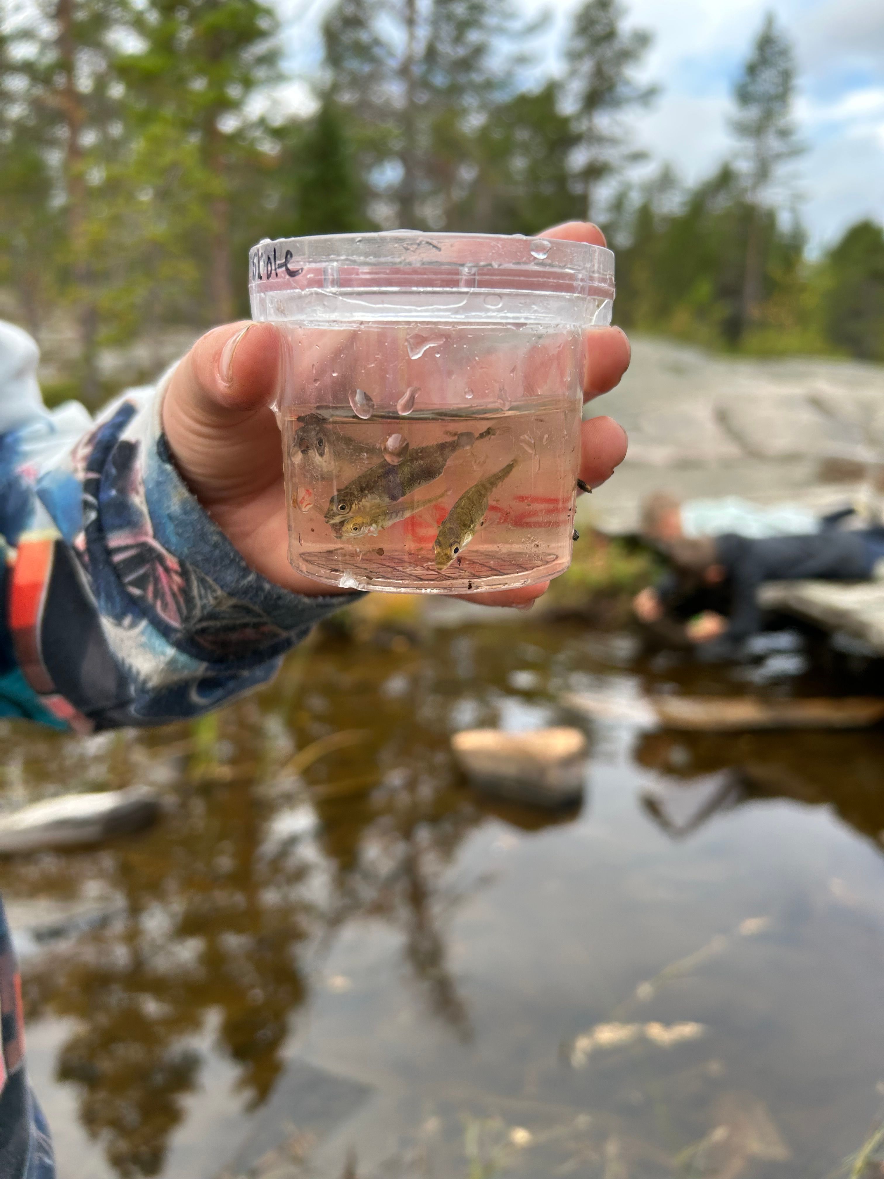 svar fra 3  ved Saga skole