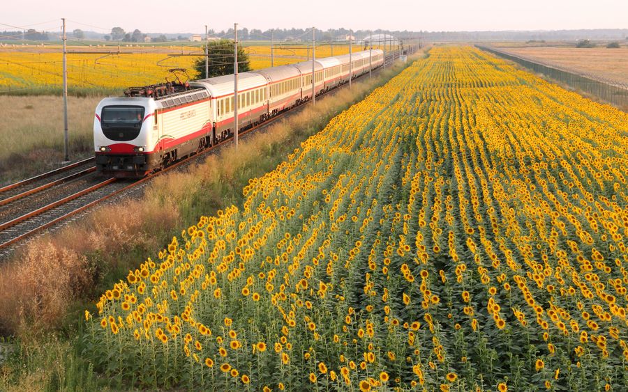 A train passing through sunflower fields in the Italian countryside