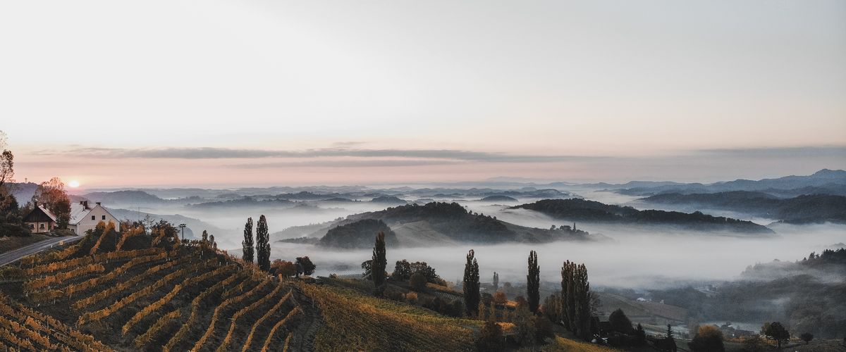 Vineyard rows on rolling hills