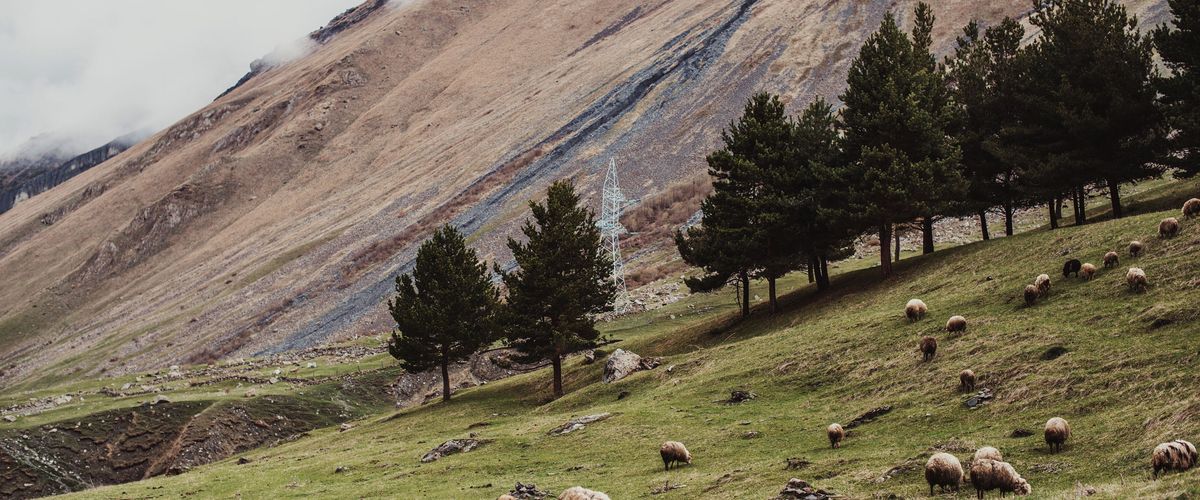 A flock of sheep on a mountain path