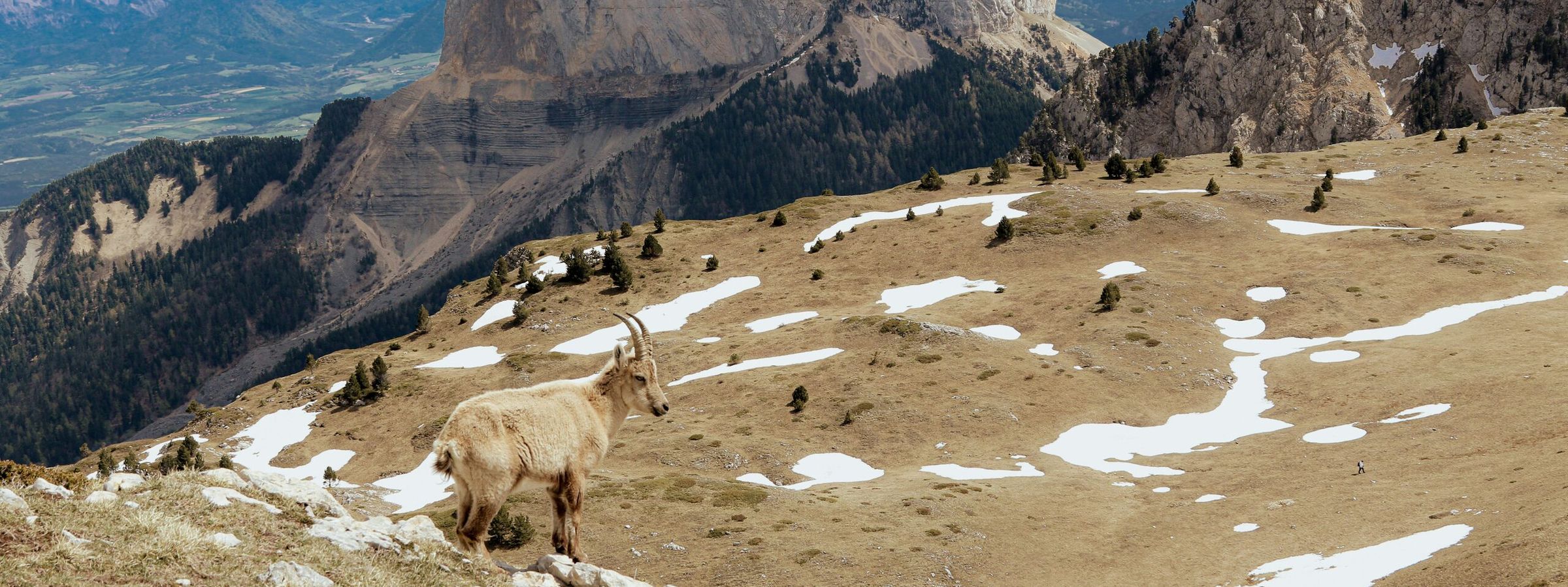 An ibex in front of Mont Aiguille on the Vercors high plateau