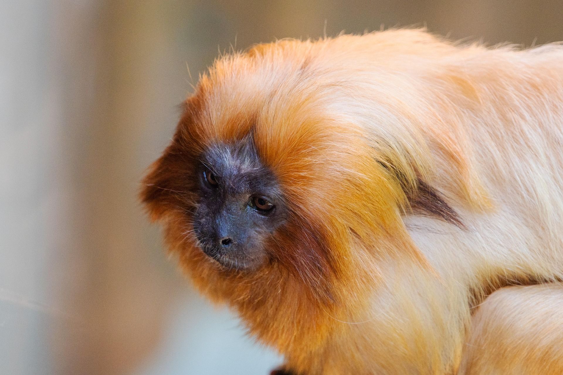 Tití léon - Cebuella pygmaea