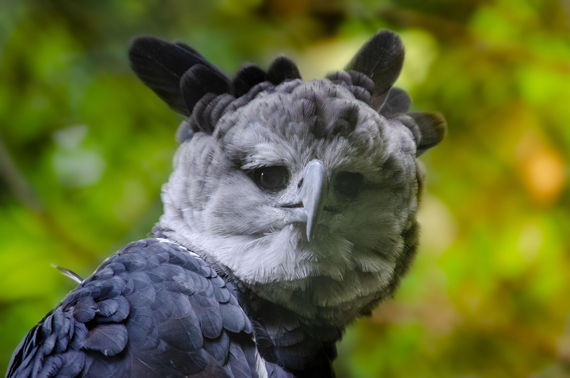 Águila Arpía (Harpia harpyja), una de las rapaces más grandes del mundo, posada en un árbol del dosel amazónico, mostrando su cresta gris eréctil y sus garras delanteras de hasta 12 cm.