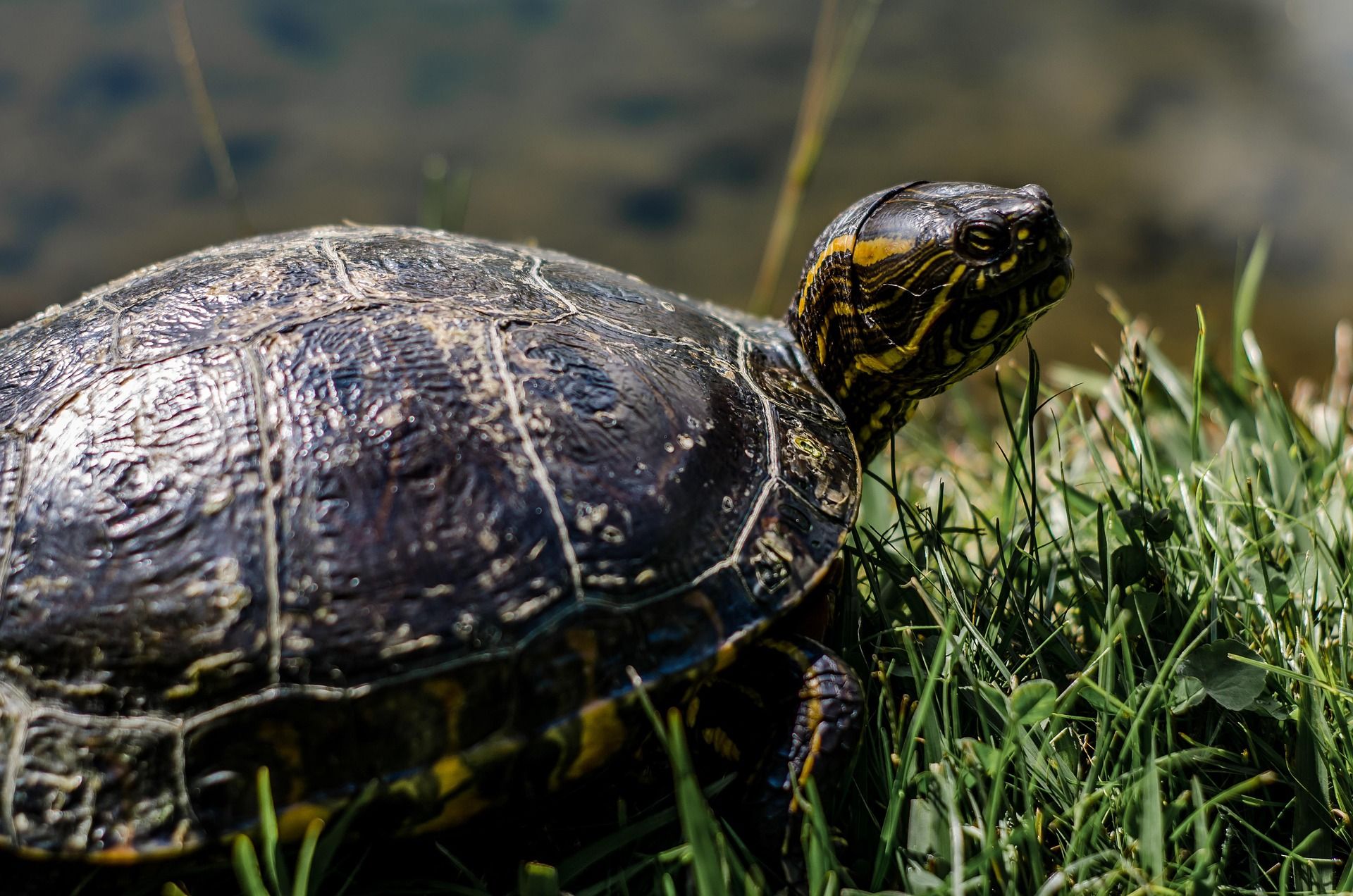 Tortuga De Taricaya - Podocnemis Unifilis