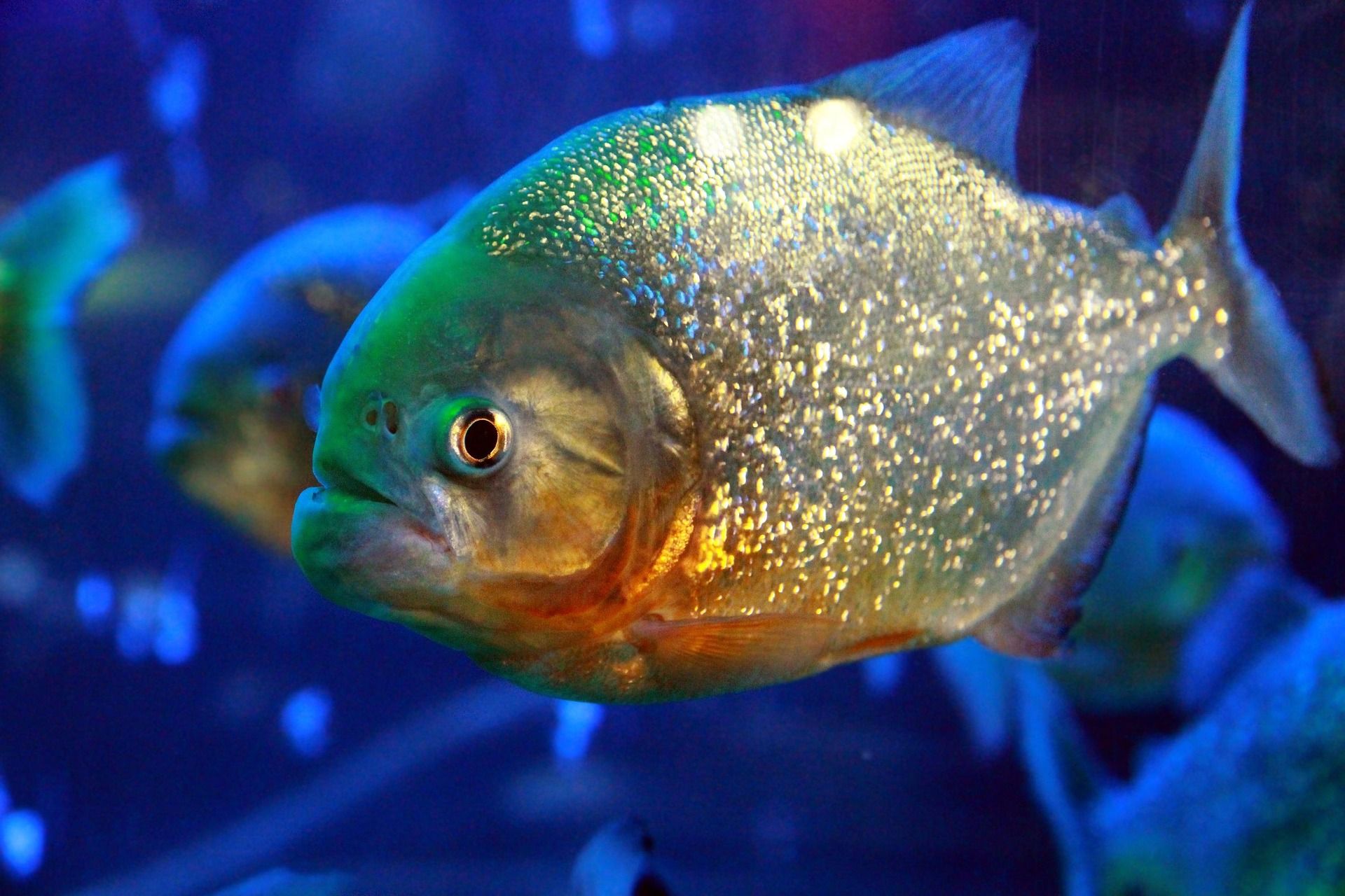 Piraña - Serrasalmus