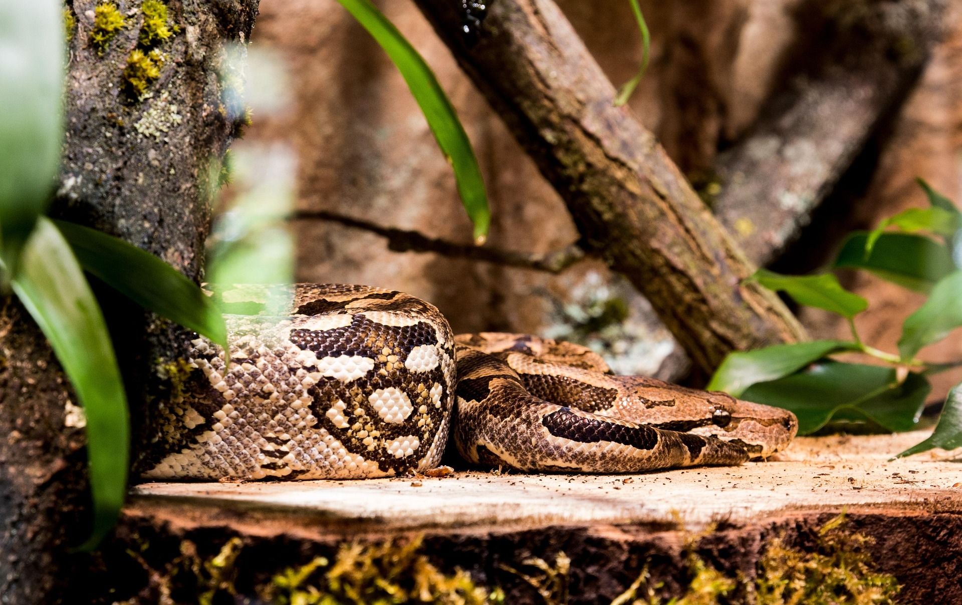 Anaconda - Eunectes murinus