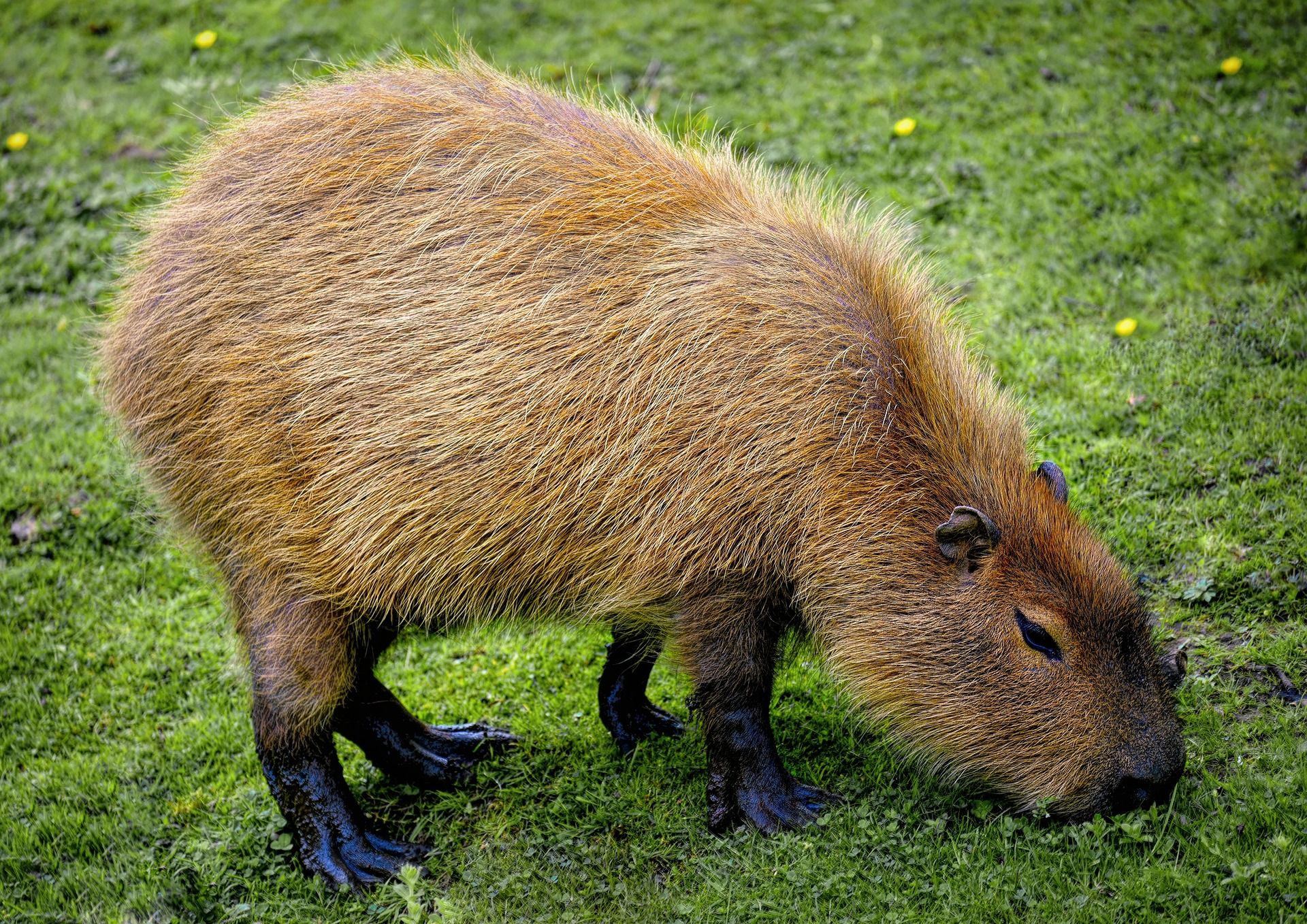 Capibara - Hydrochoerus Hydrochaeris