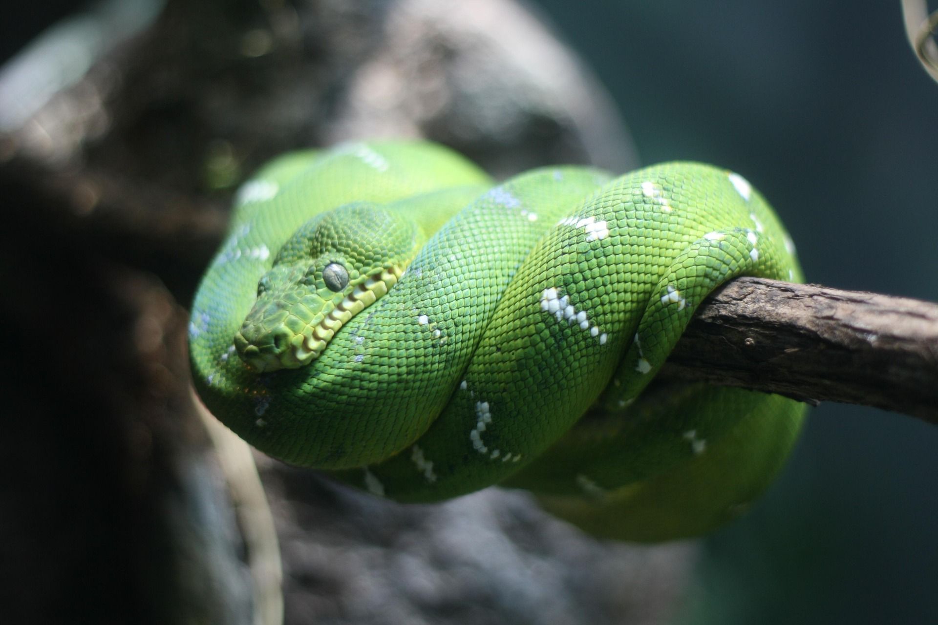 Boa Esmeralda - Corallus Caninus 