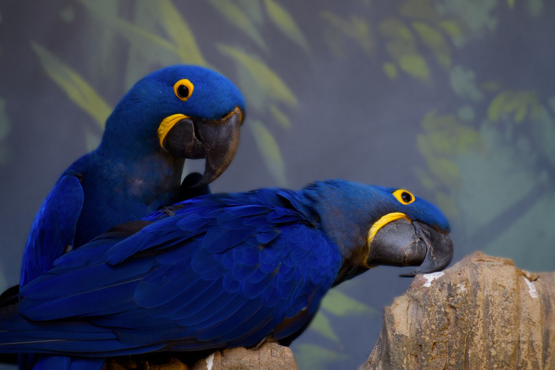 Guacamayo azul - Anodorhynchus hyacinthinus