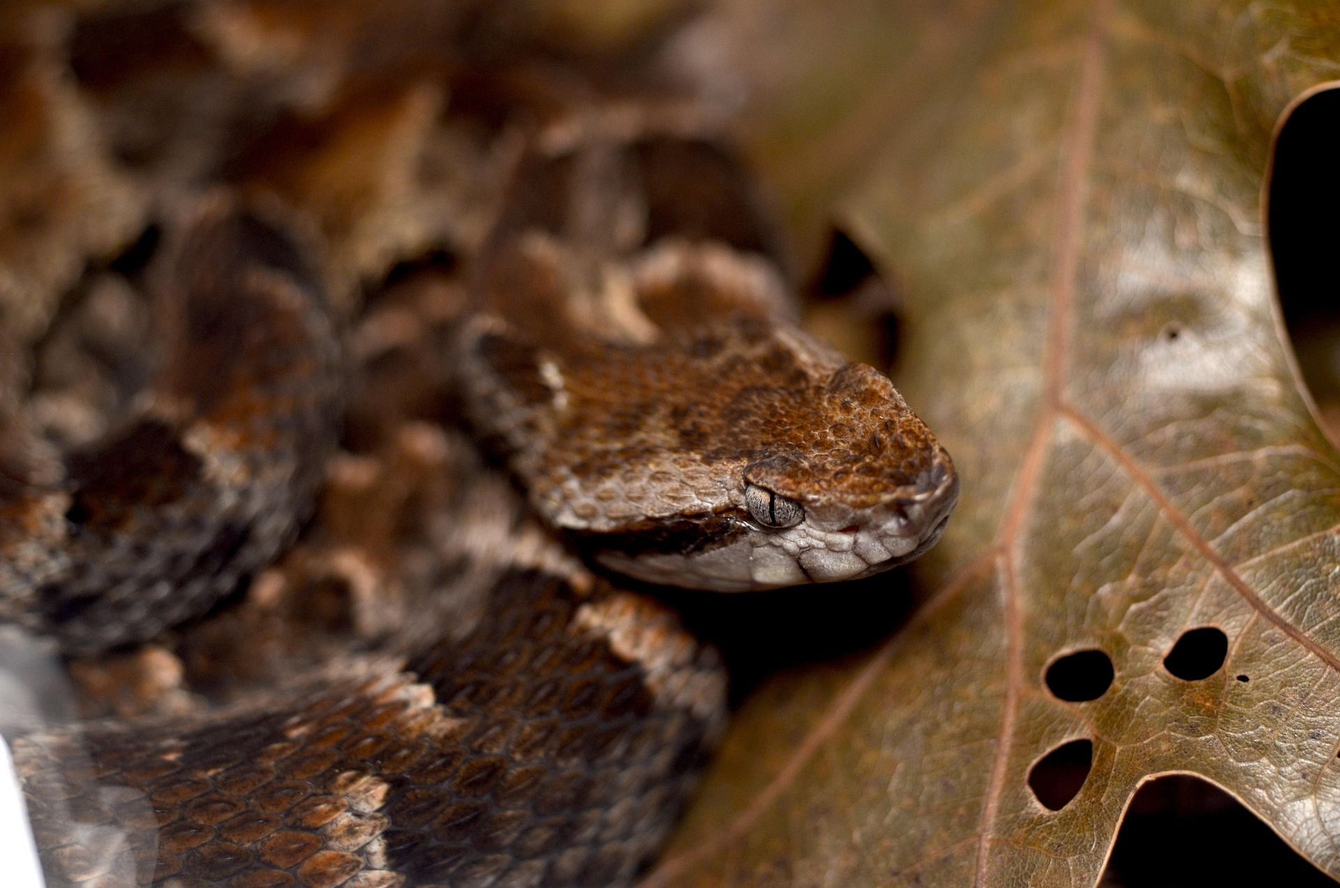 Serpiente de Terciopelo (Bothrops asper), una víbora grande y robusta con patrón de coloración marrón y negro, camuflada entre la hojarasca del suelo amazónico, mostrando su cabeza triangular.