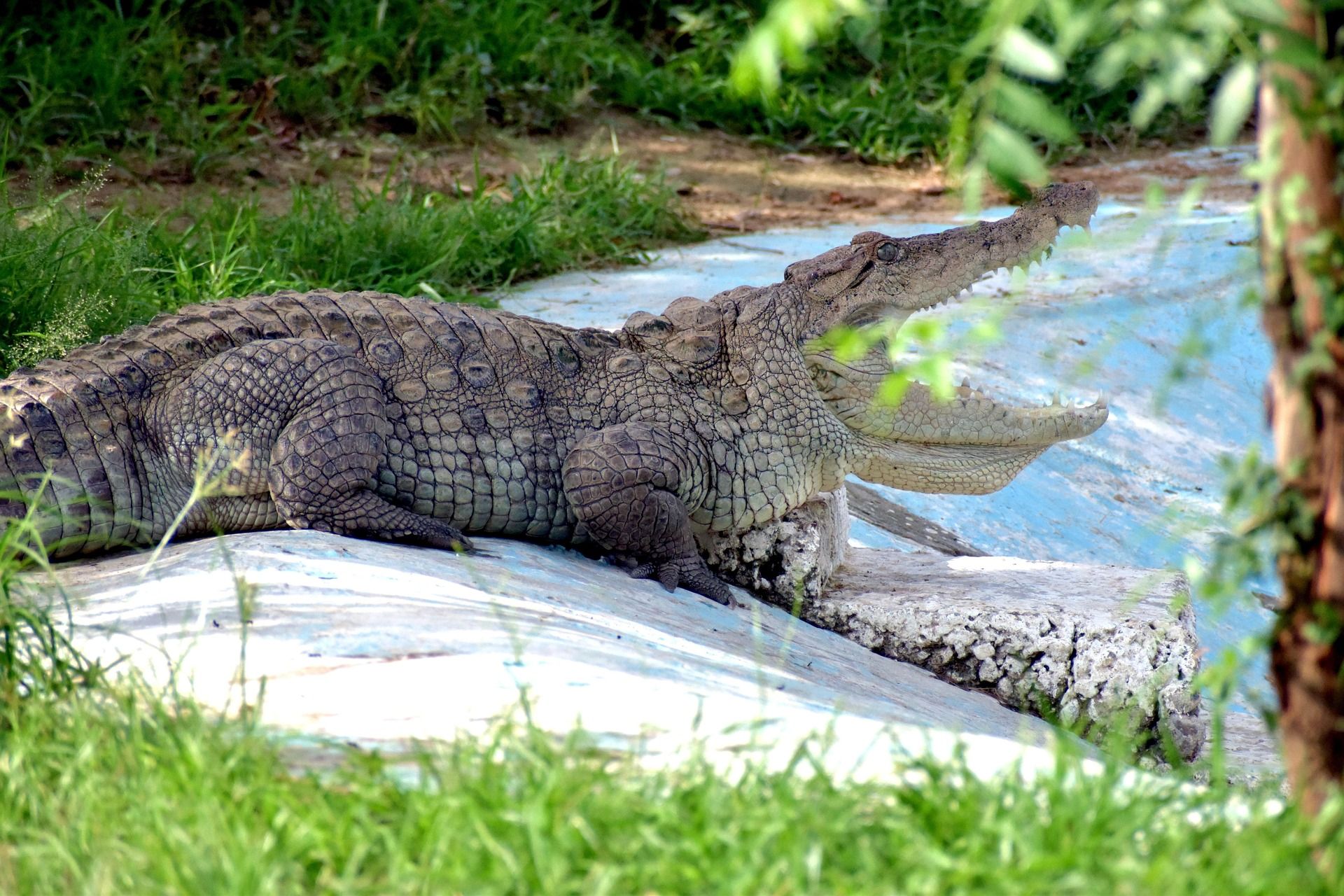 Caimán negro - Melanosuchus niger