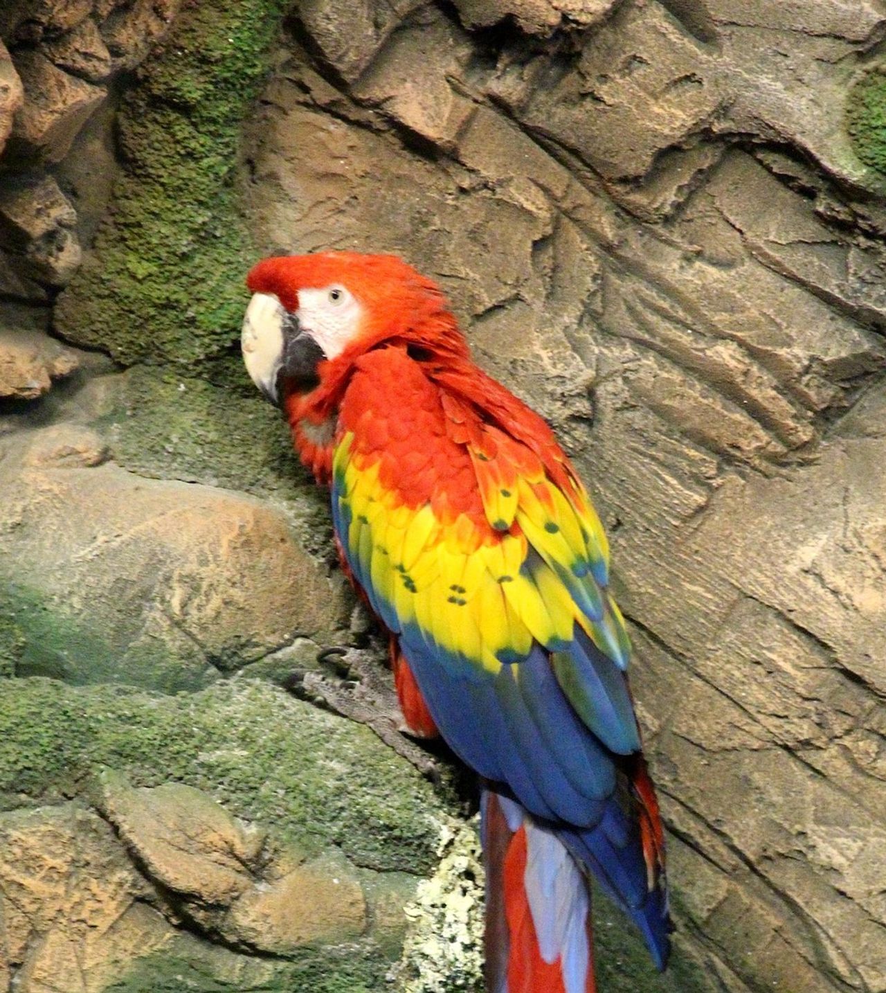 Guacamayo escarlata - Ara Macao