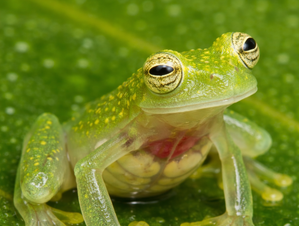 Rana de cristal - Centrolenidae