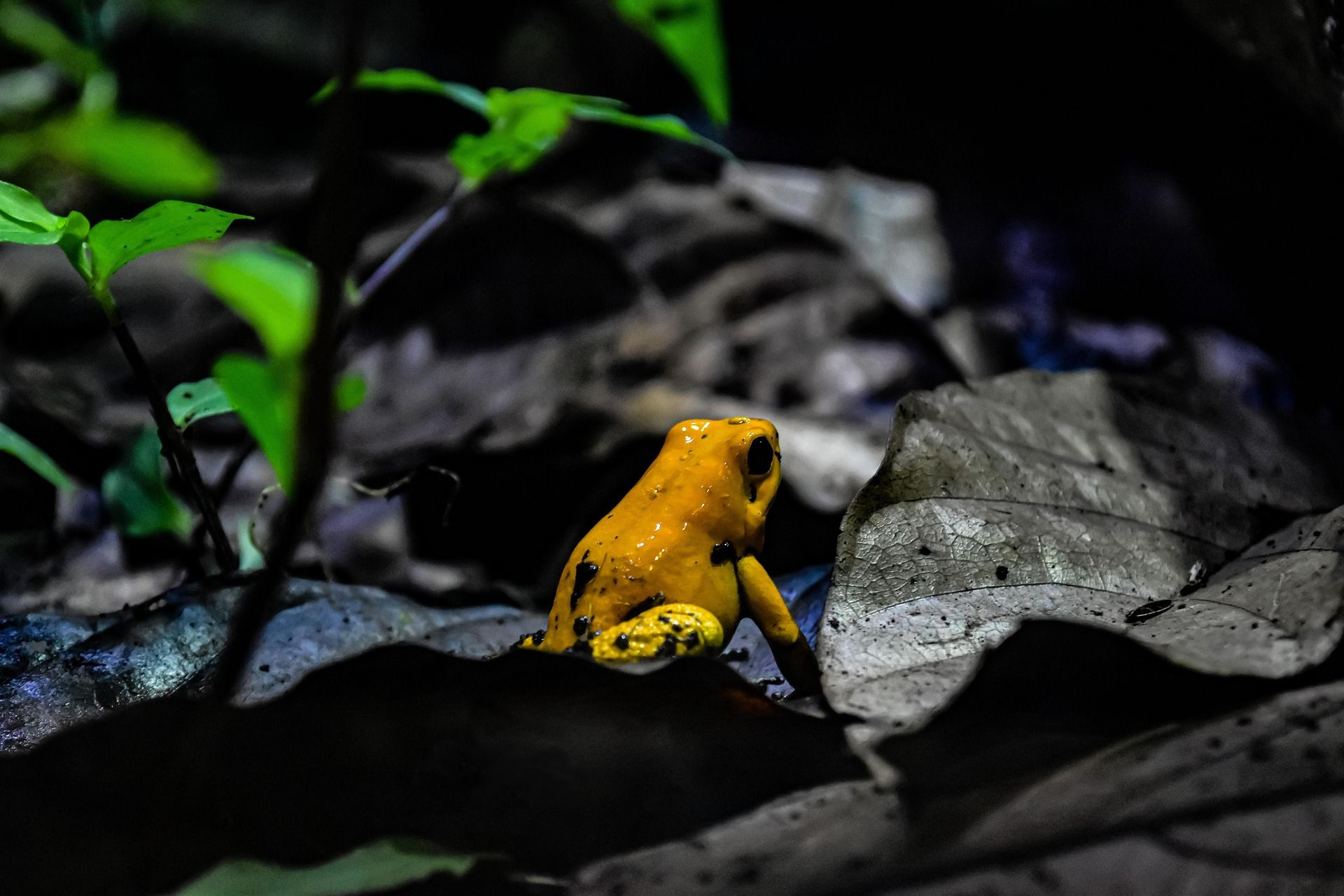 Rana Venenosa - Phillobates Terribilis