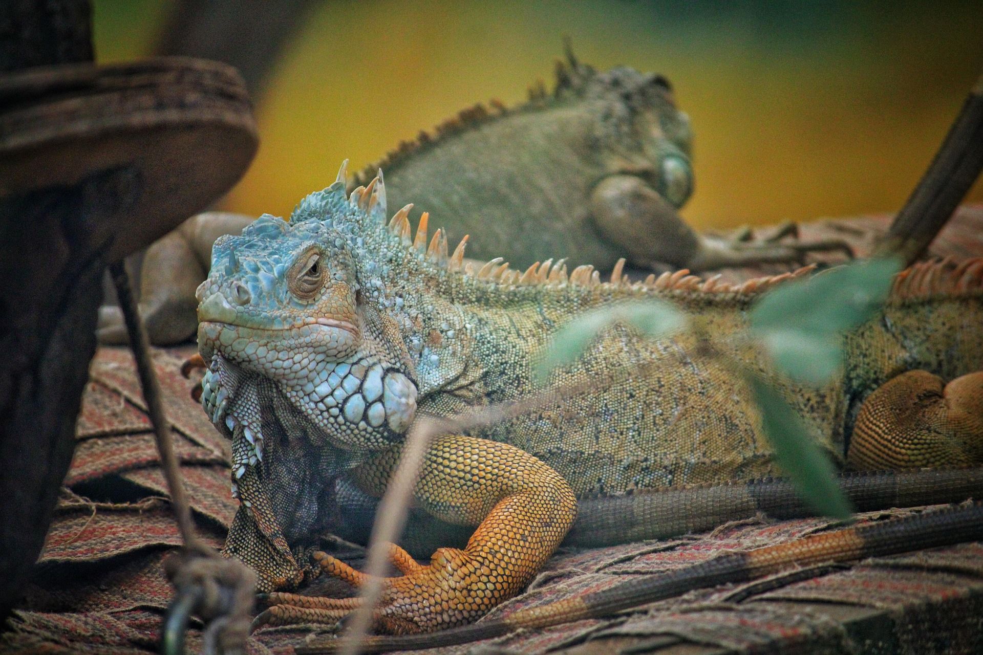 Iguana - Iguana