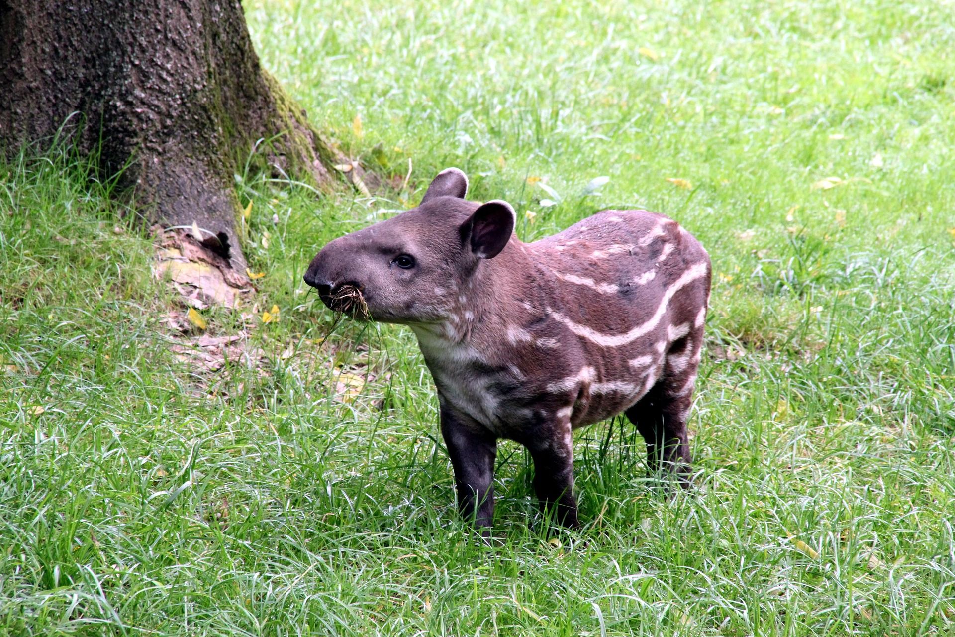 Tapir - tapirus terrestris