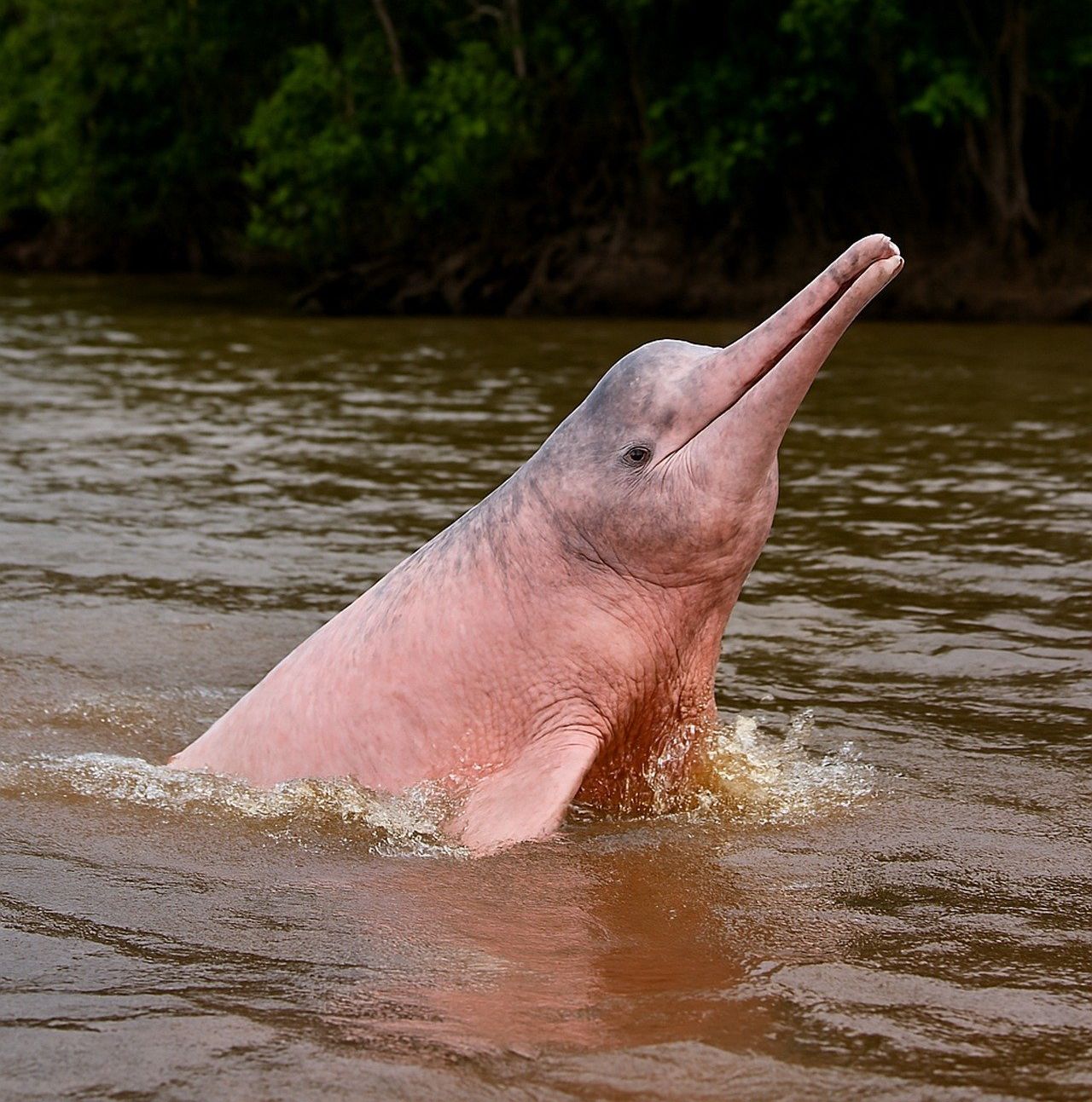 Delfin rosado del amazonas - Inia geoffrensis