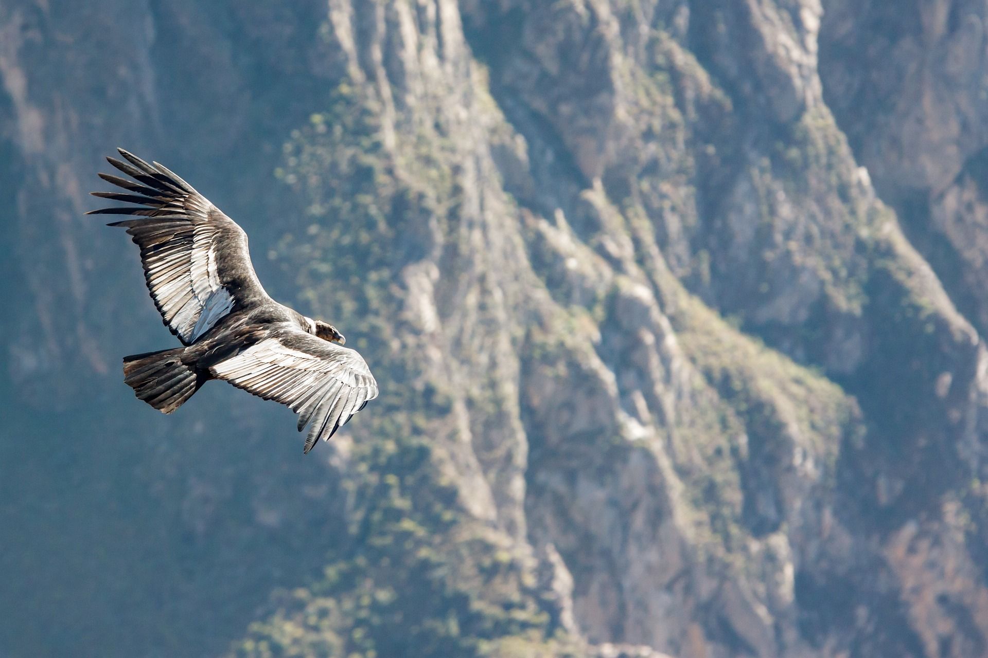 El condor - Vultur Gryphus