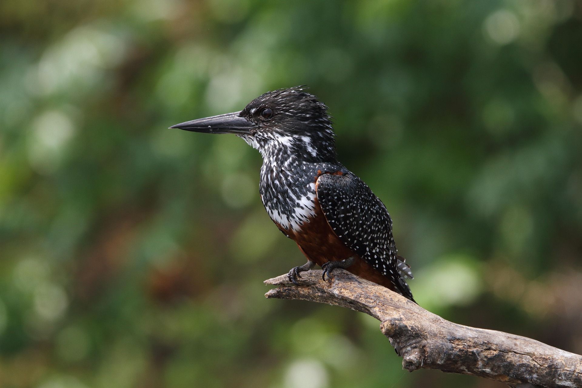 Martin Pescador - Alcedo atthis