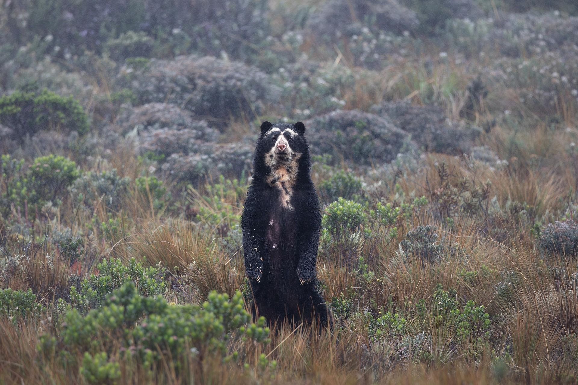 Oso de anteojos - Tremarctos ornatus