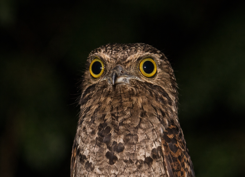 Grande Ibijau - Nyctibius Grandis