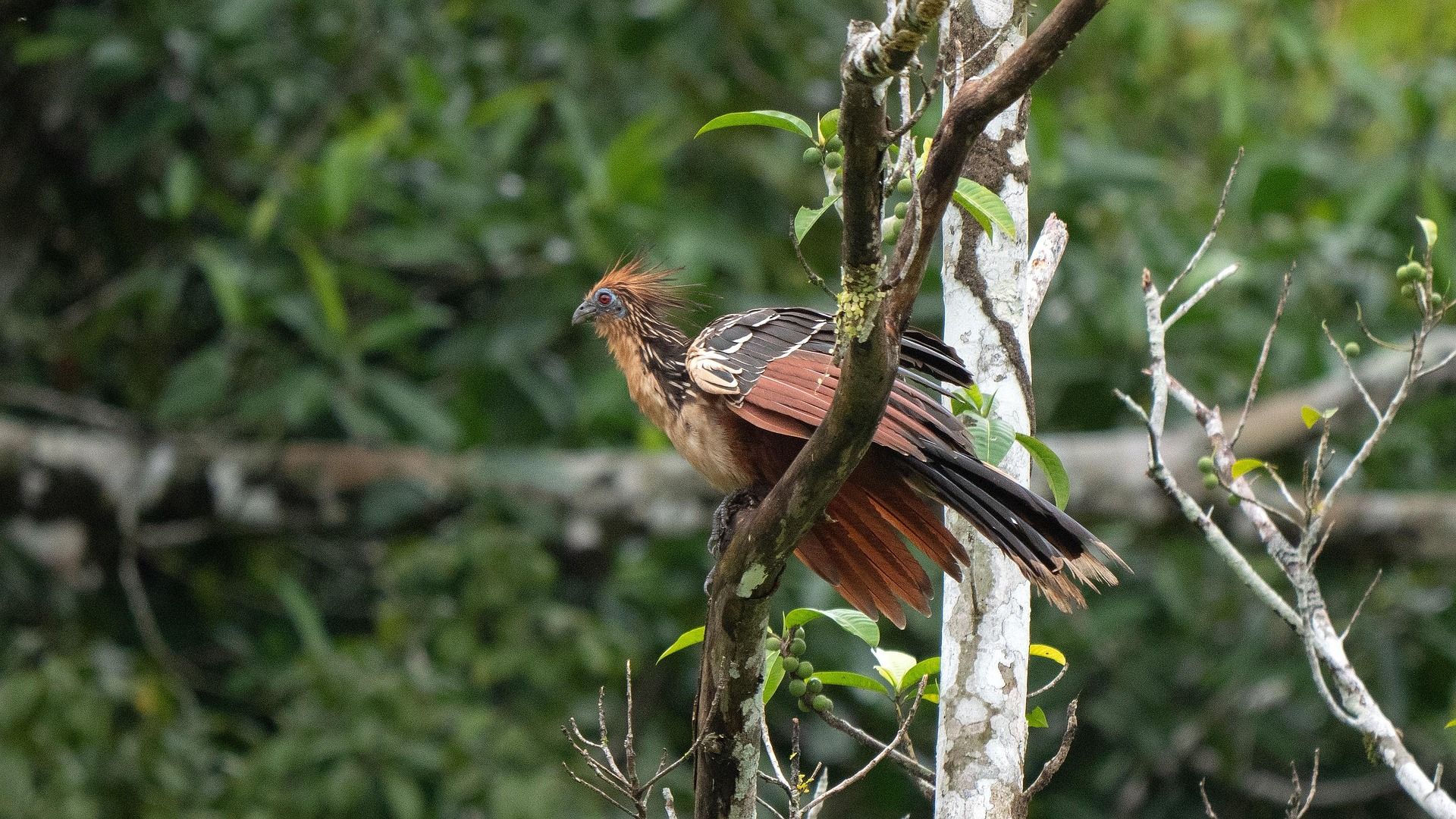 Hoatzin - Opisthocomus hoazin