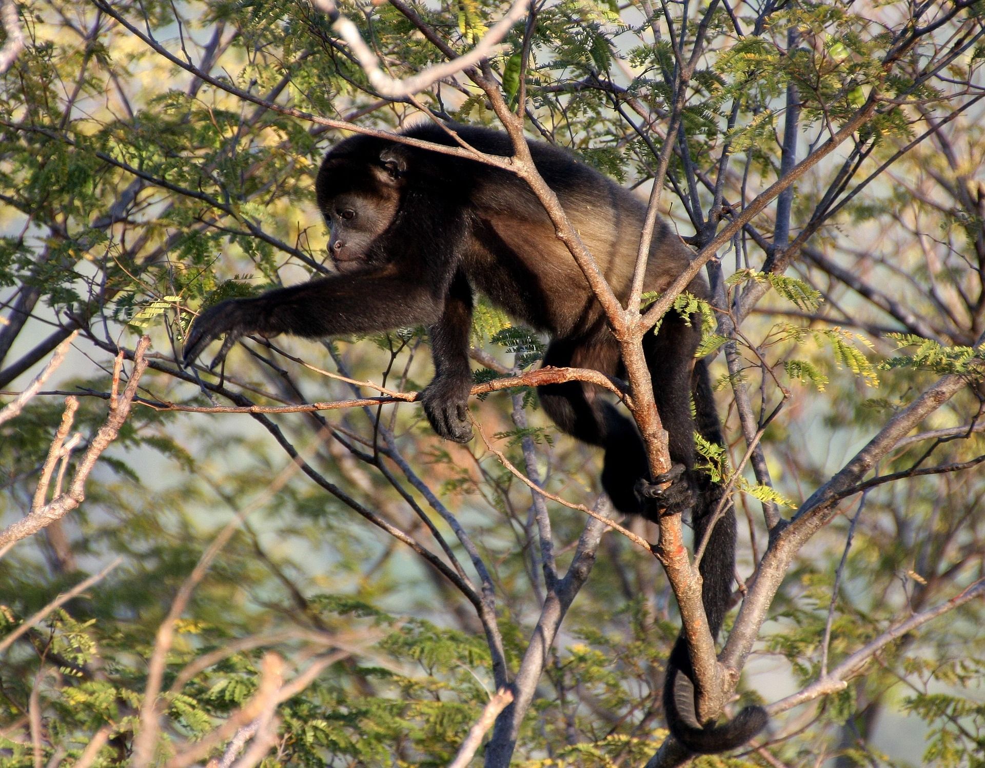 Mono Aullador - Alouatta Seniculus