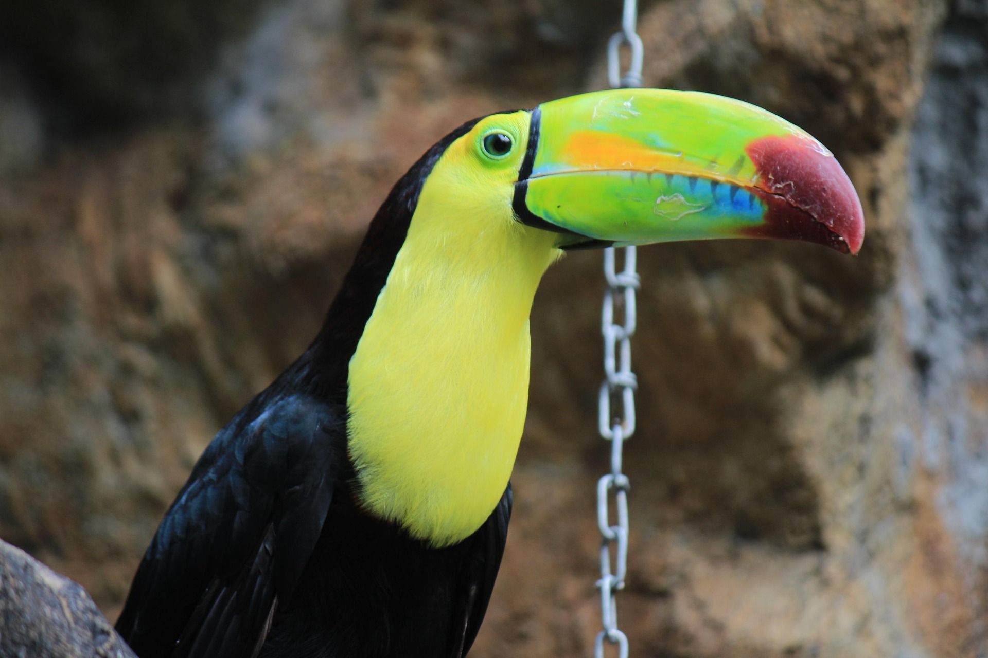 Tucan - Ramphastos tueanus