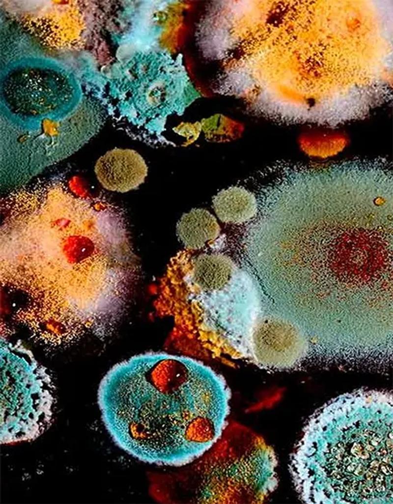 mold map