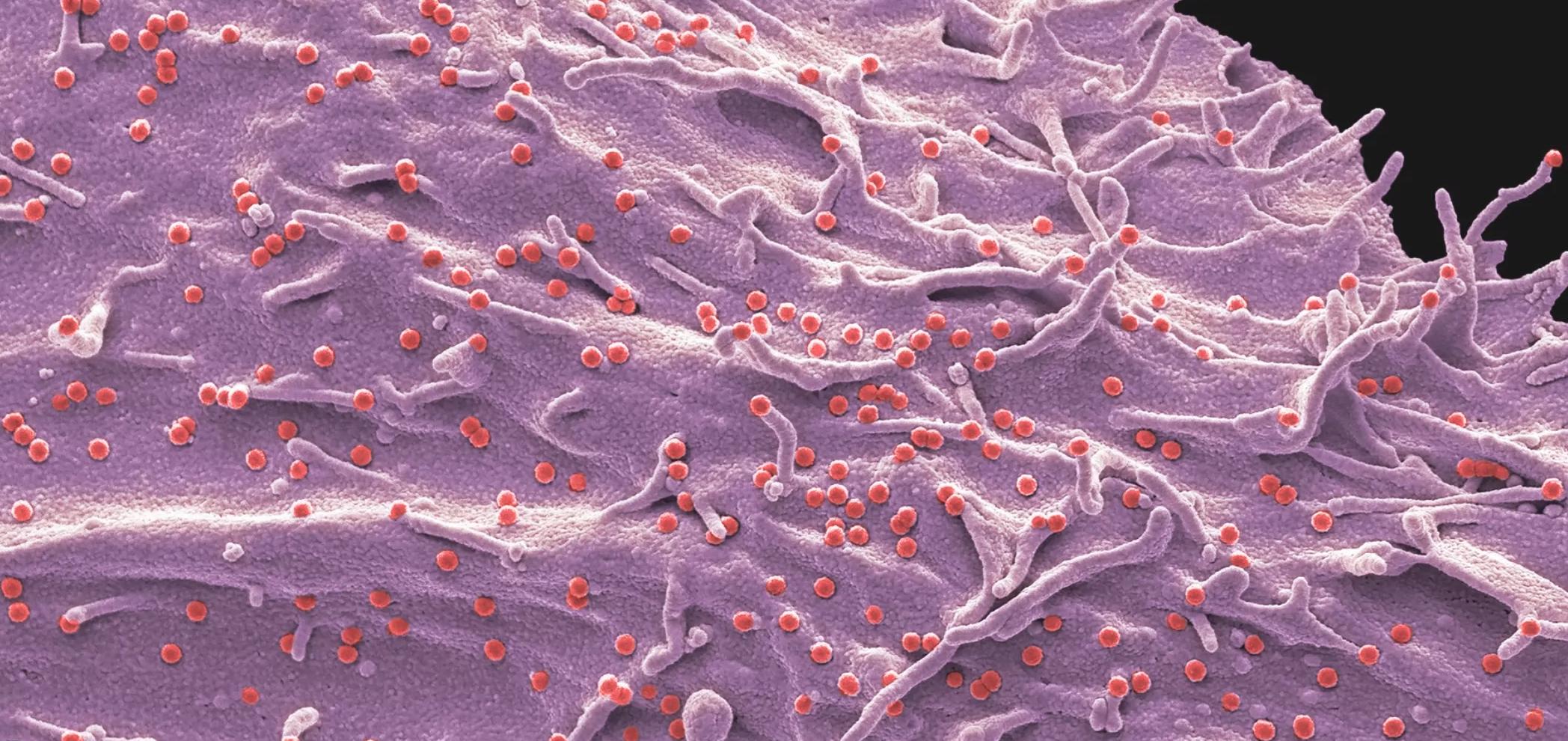 Egzosomy