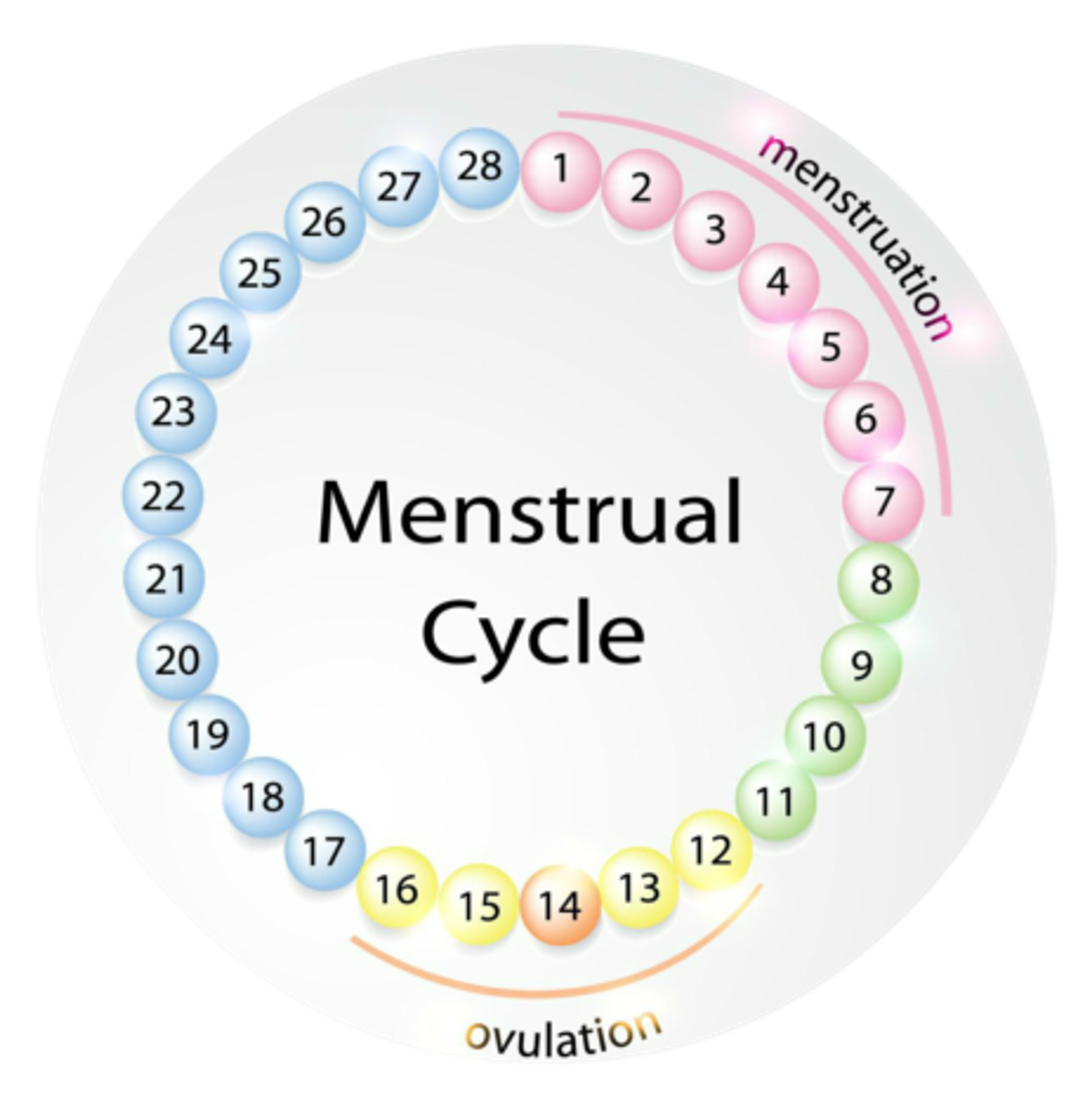 Cykl menstruacyjny