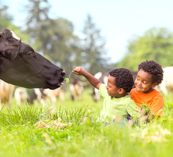 Two young boys in a field feeding a cow organic grass.
