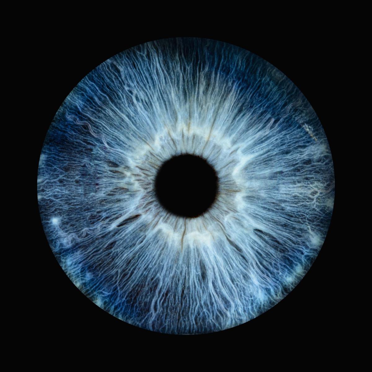 Iride azzurra fotografata in macro su fondo nero