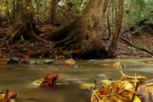 Cover Image for Why Autumn is the Best Season for Trail Running