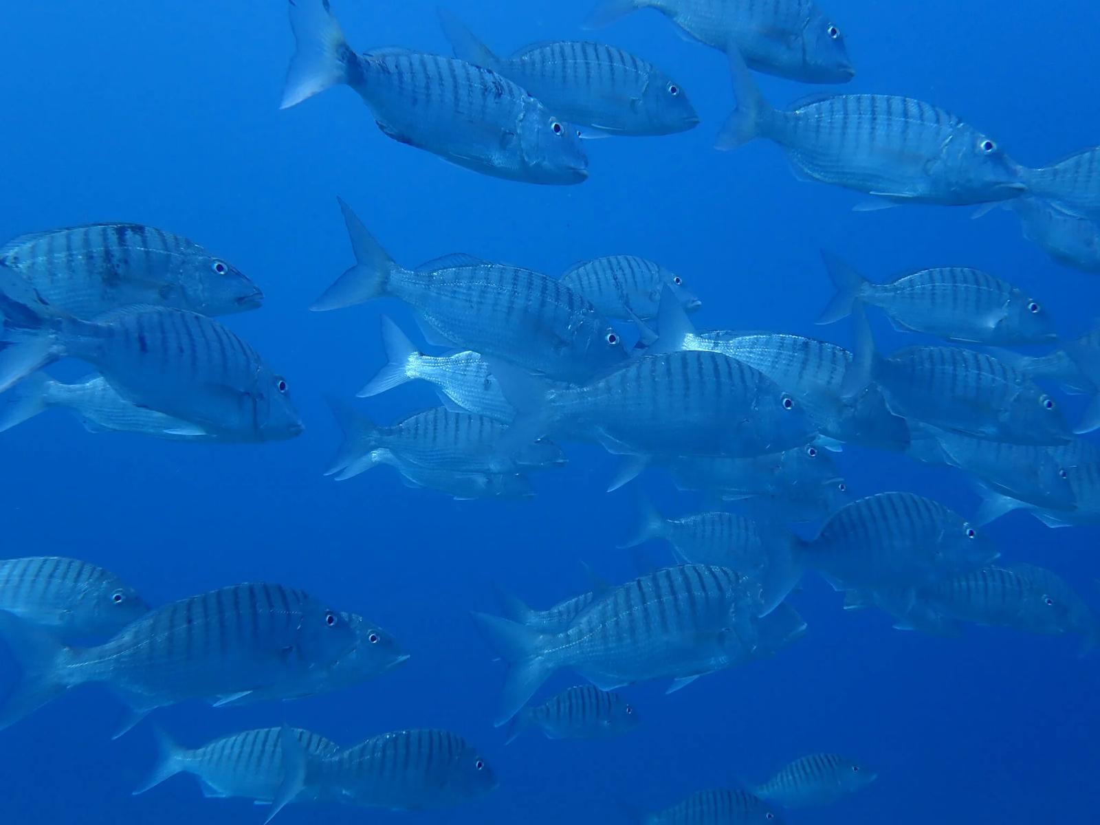 Sardina del Norte