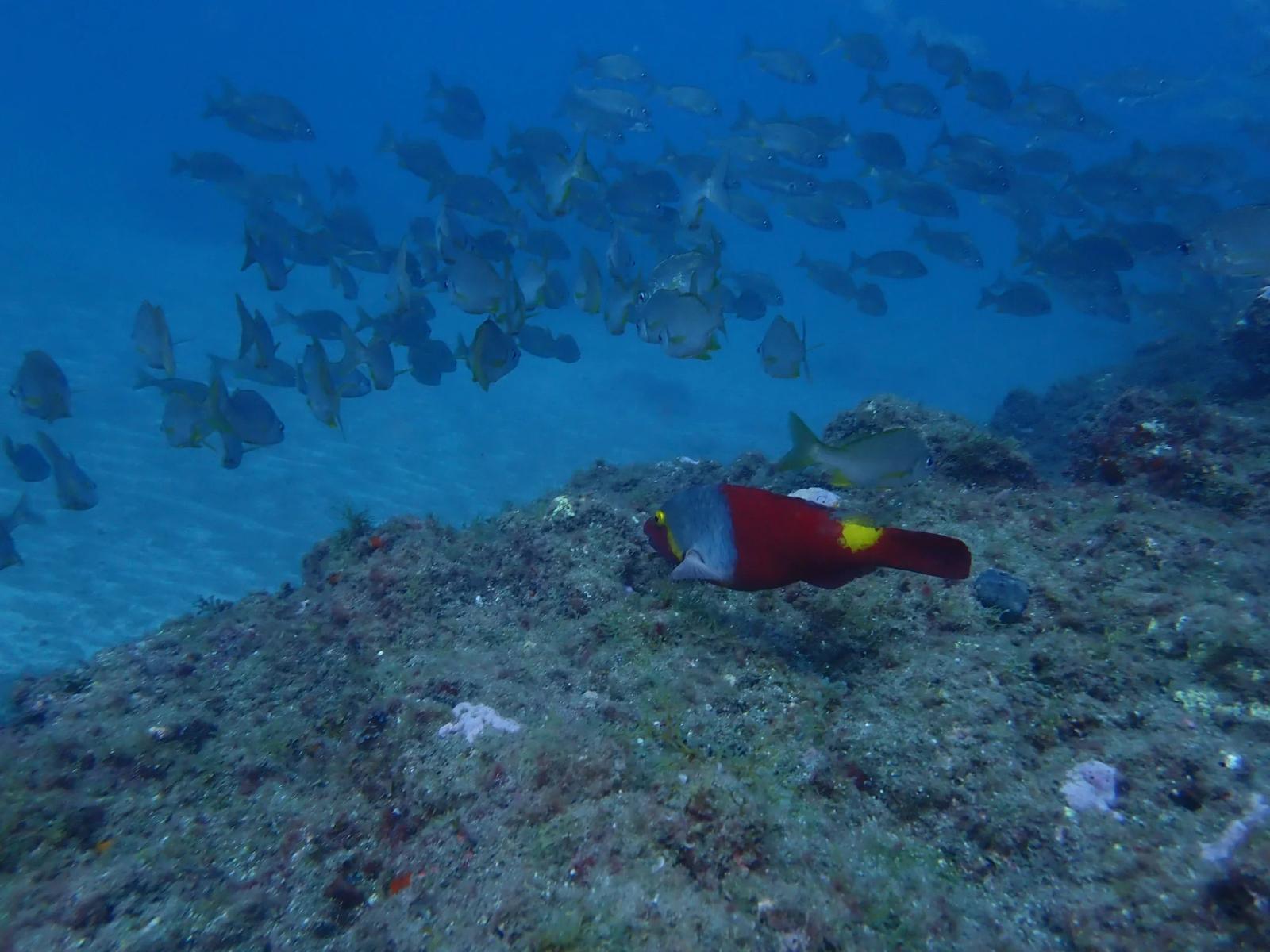 Sardina del Norte