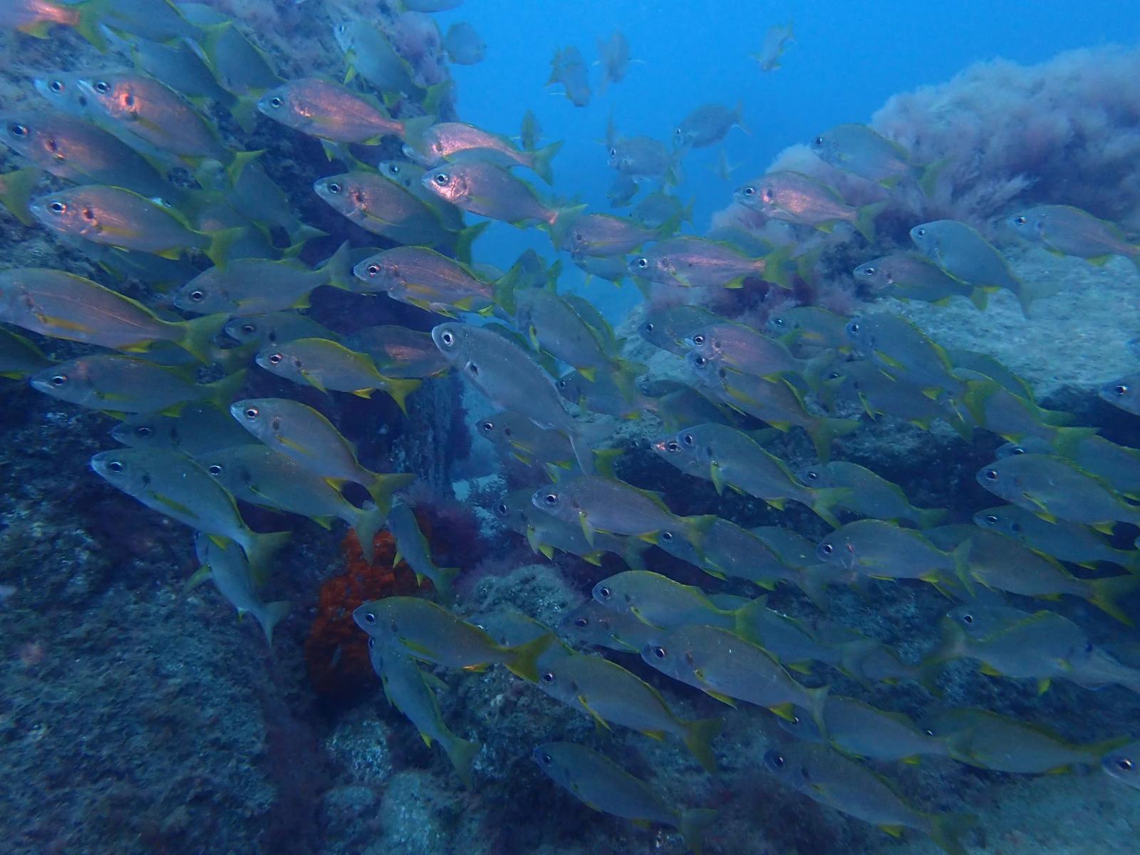 Sardina del Norte