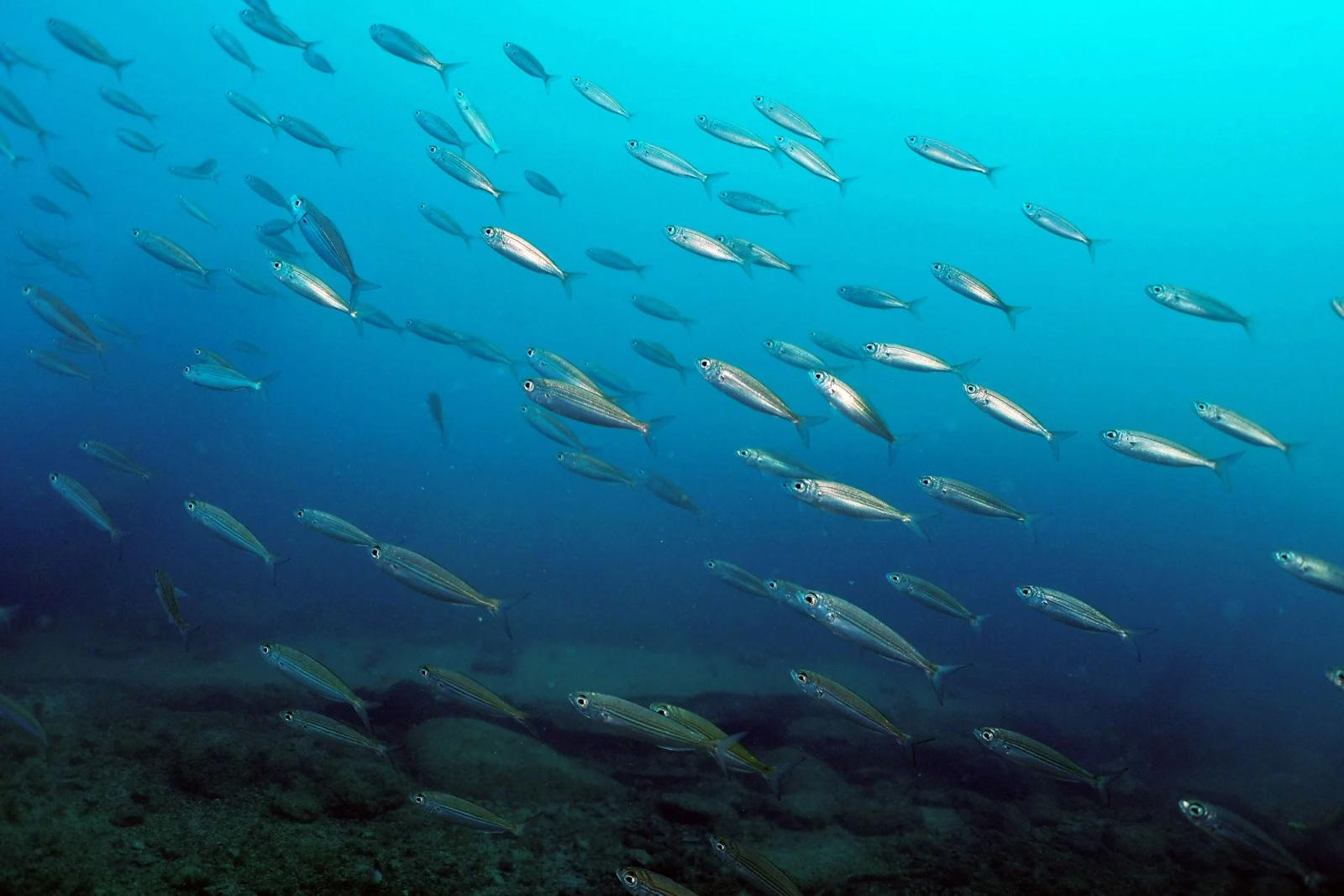 Sardina del Norte