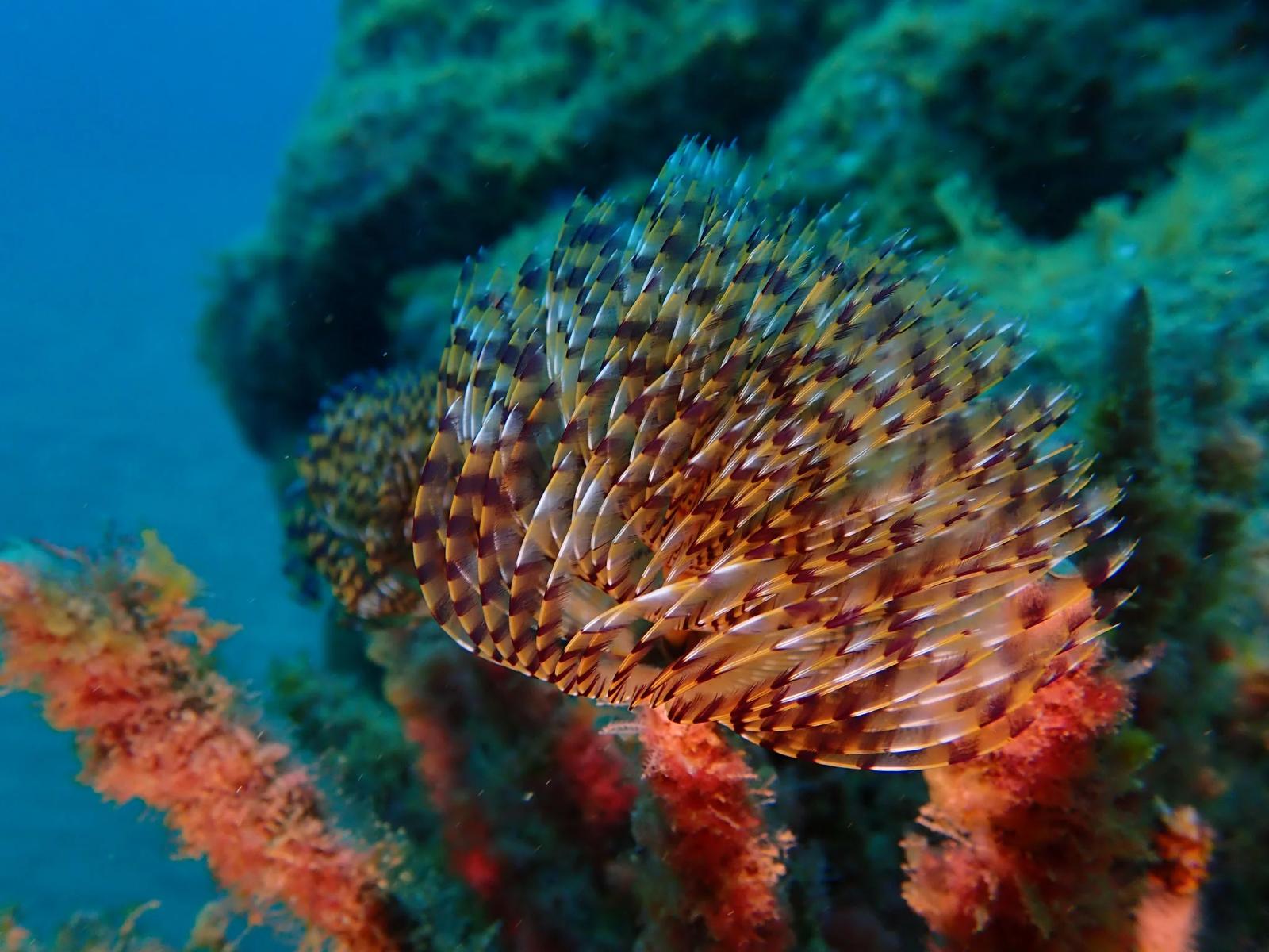 Sardina del Norte