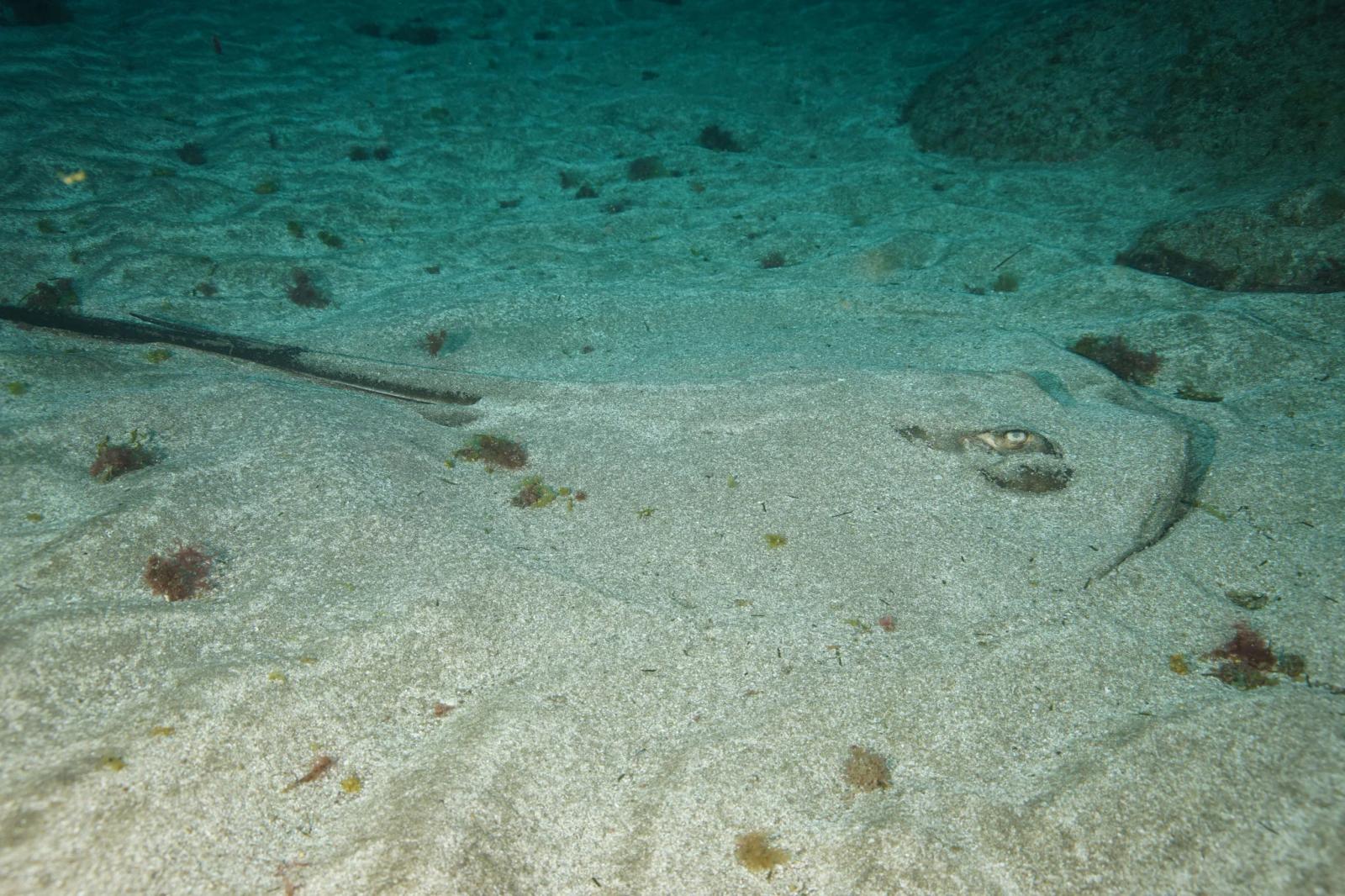 Sardina del Norte