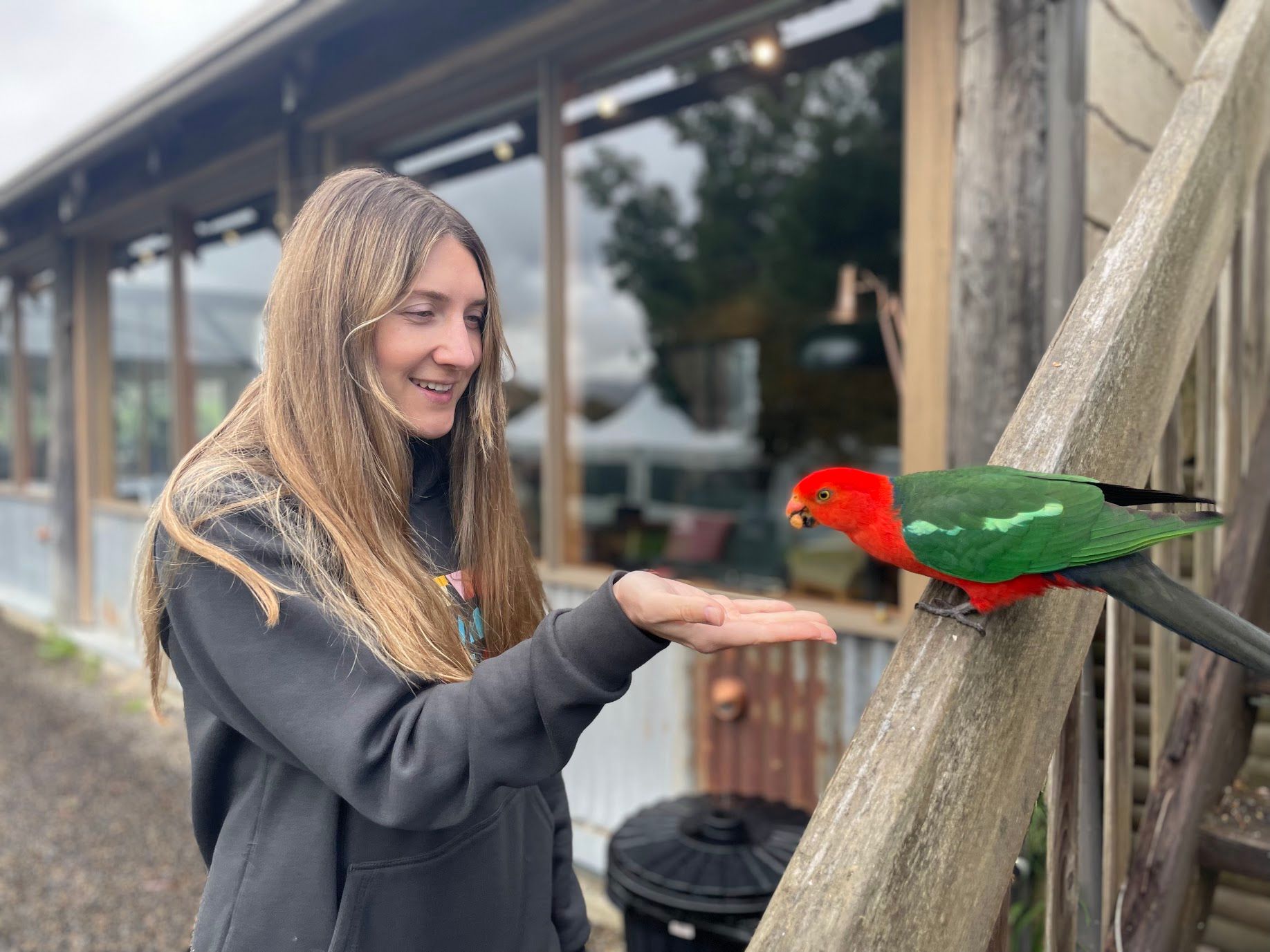 A person from the team hand-feeding a friendly male King Parrot 