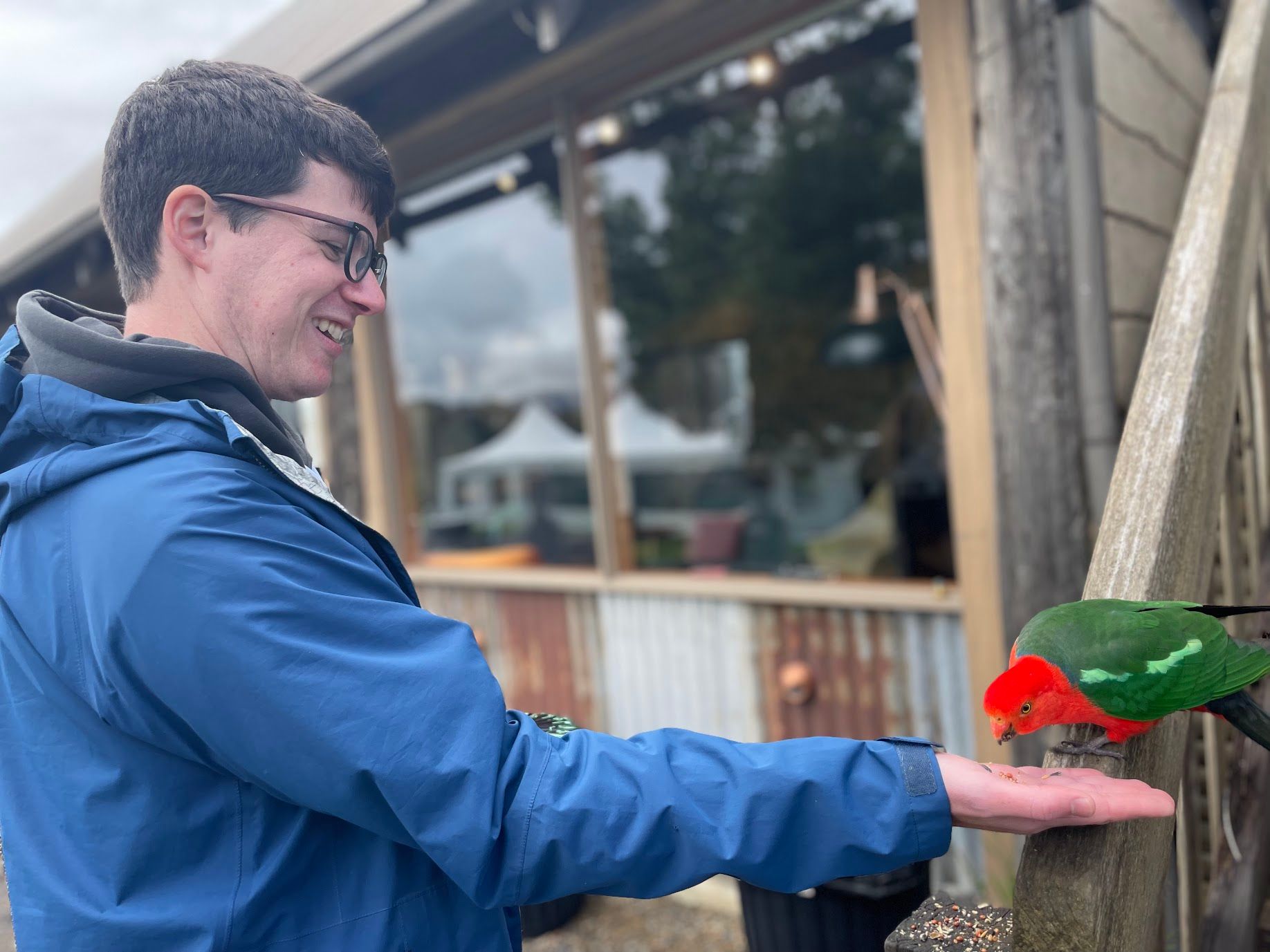 A person from the team hand-feeding a friendly male King Parrot