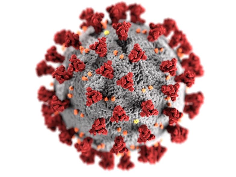  An illustration showing the structure of a coronavirus as viewed through a microscope.