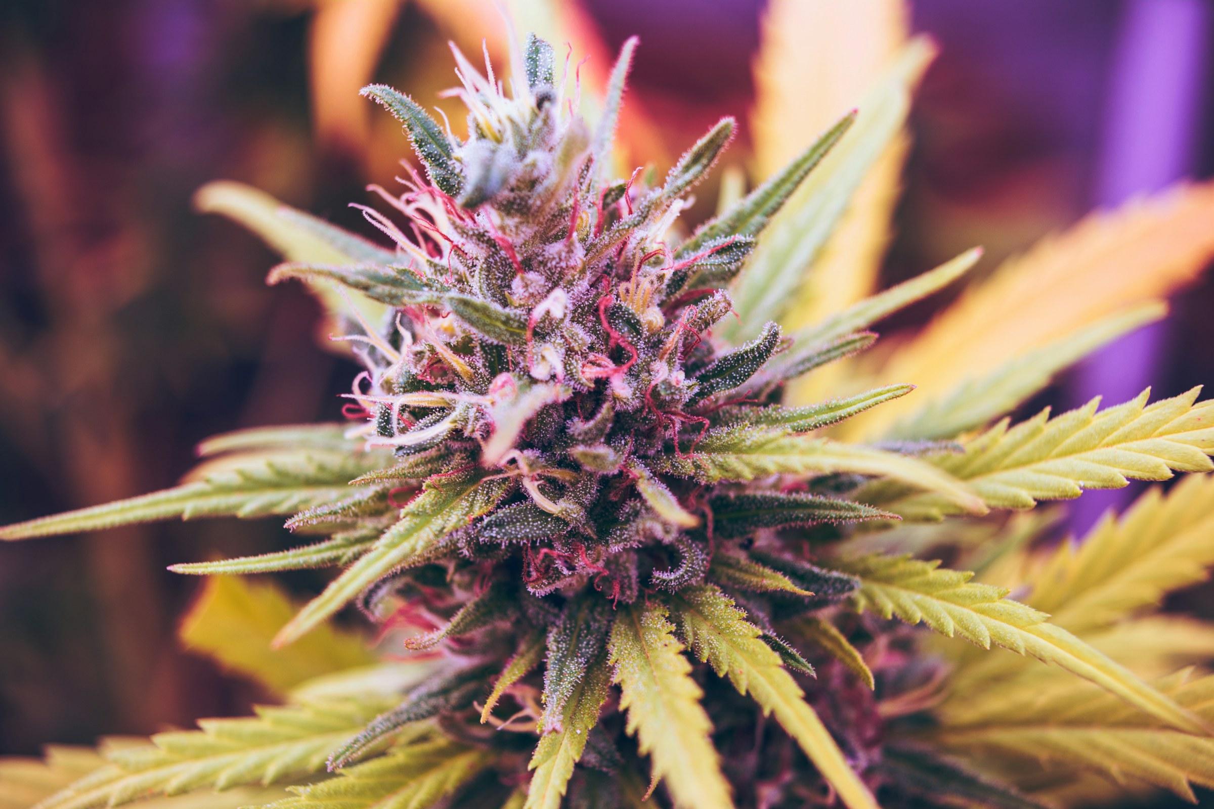 Potential Defenses for Drug Possession Charges in Missouri